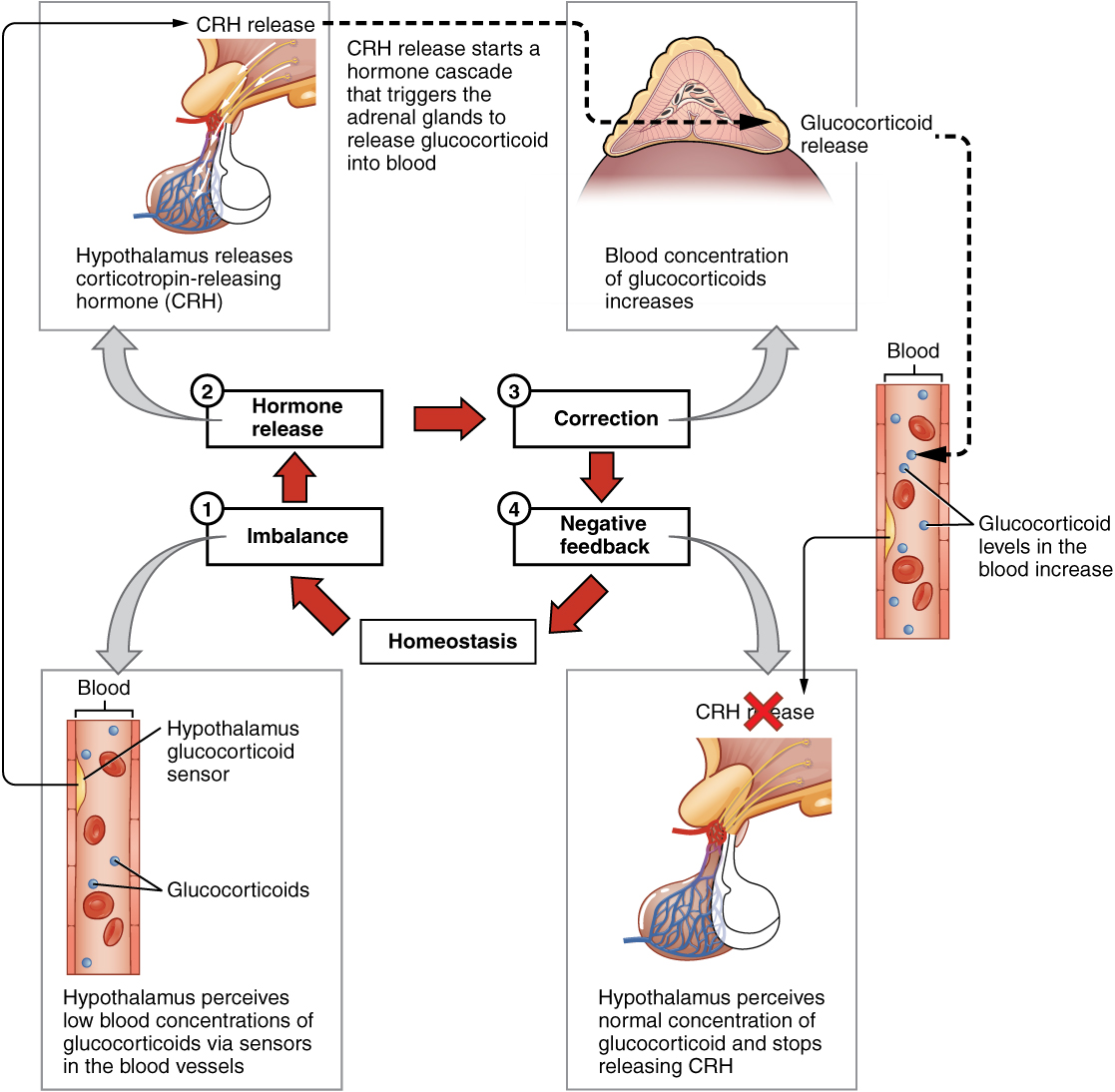 Hormone Secretion Chart