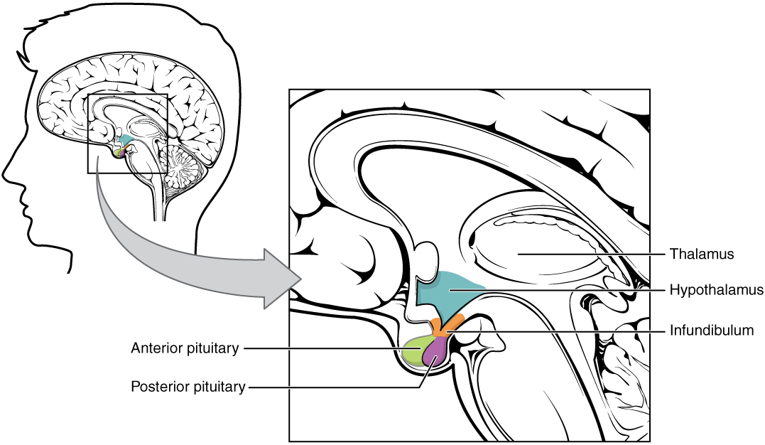 posterior lobe of the pituitary gland secretes