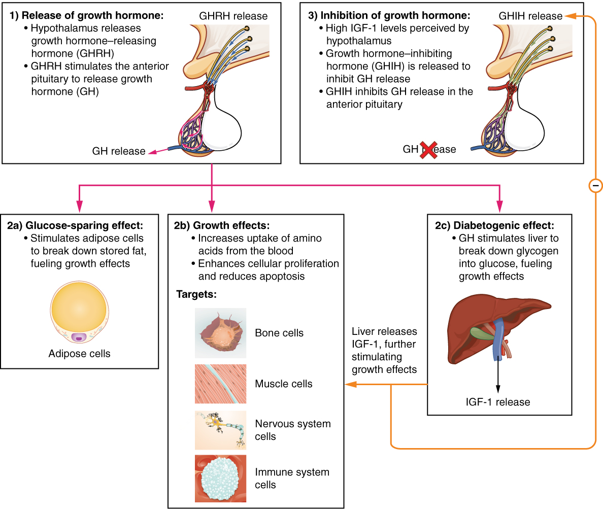 173 The Pituitary Gland And Hypothalamus Anatomy And