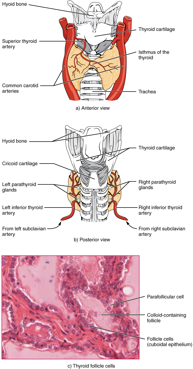 Thyroid Conversion Chart Pdf