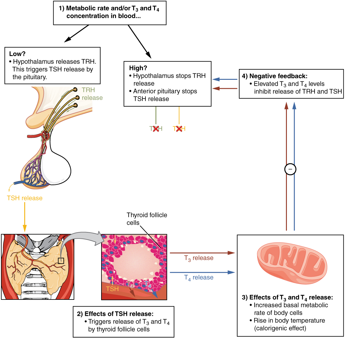 Thyroid Flow Chart