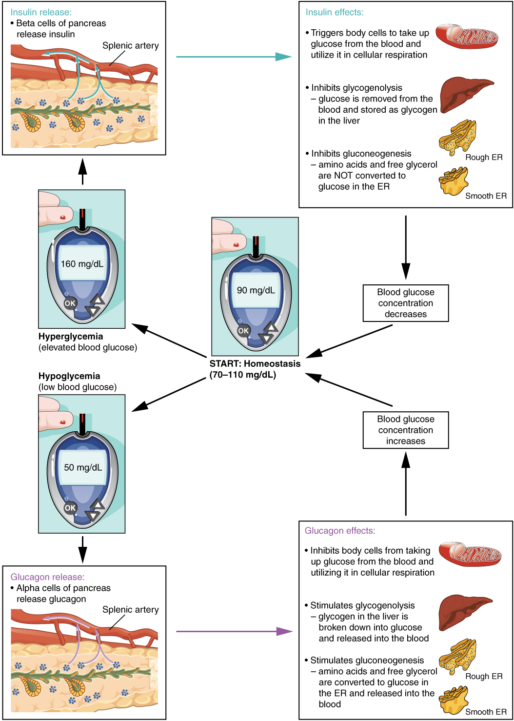 17.9 The Endocrine Pancreas – Anatomy and Physiology