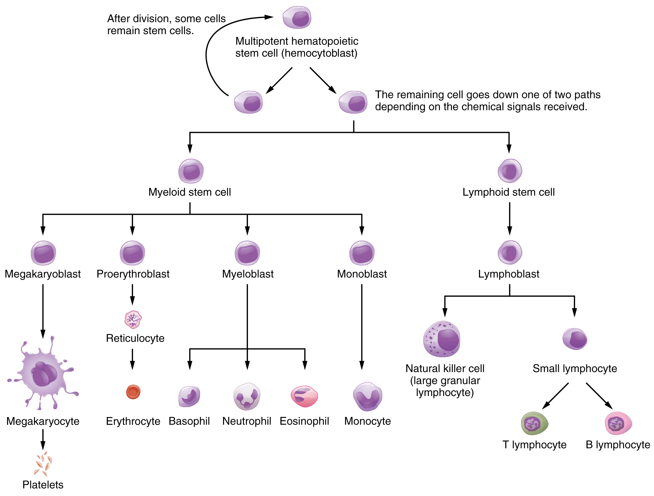 18.2 Production of the Formed Elements – Anatomy and Physiology