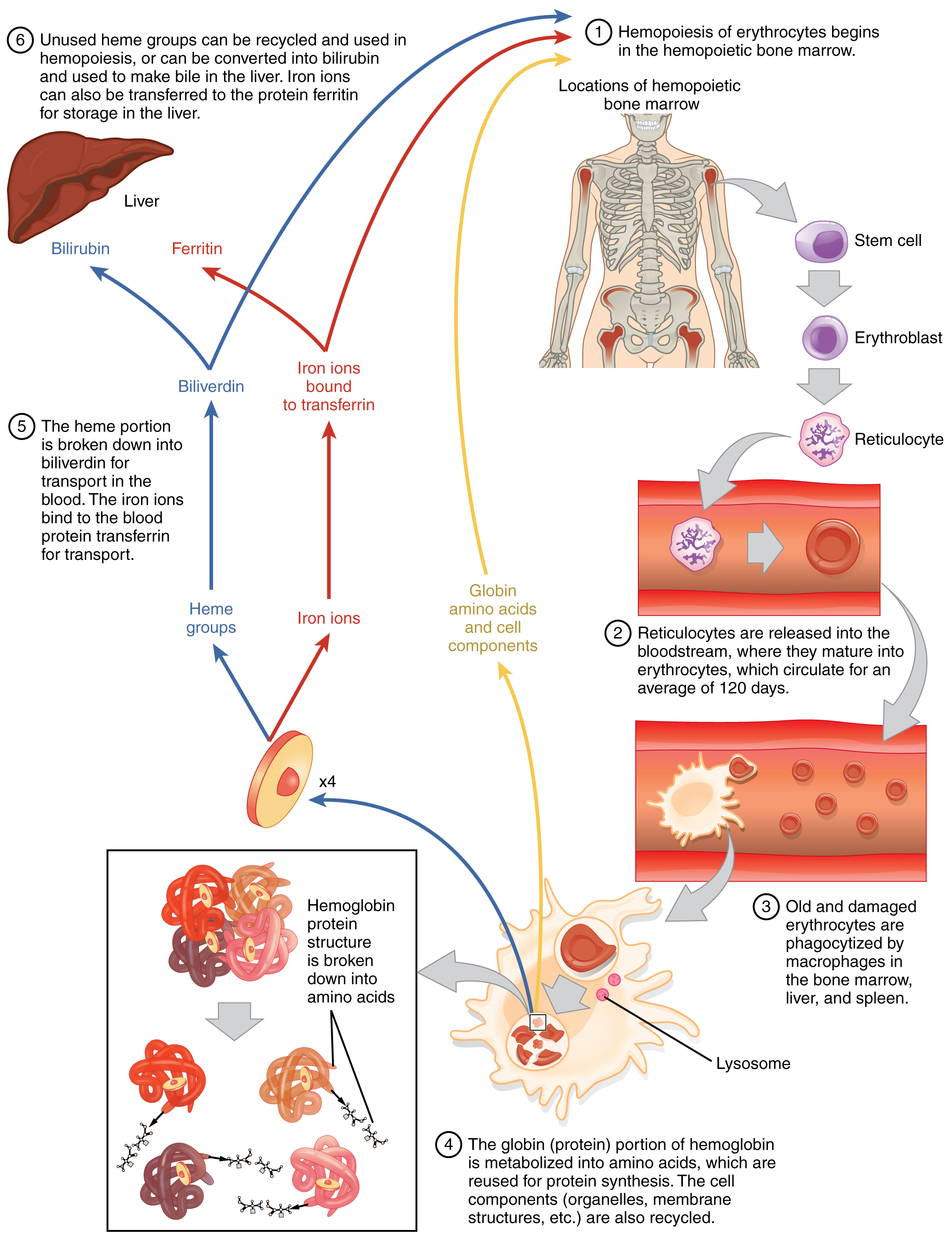 jaundice to control how and Anatomy 18.3 â€“ Physiology Erythrocytes