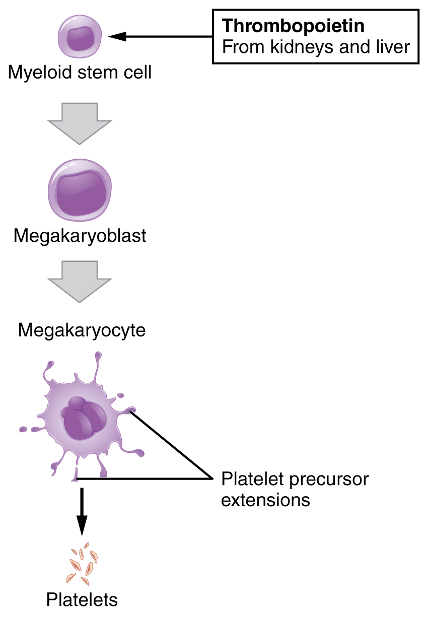 Leukocyte Chart