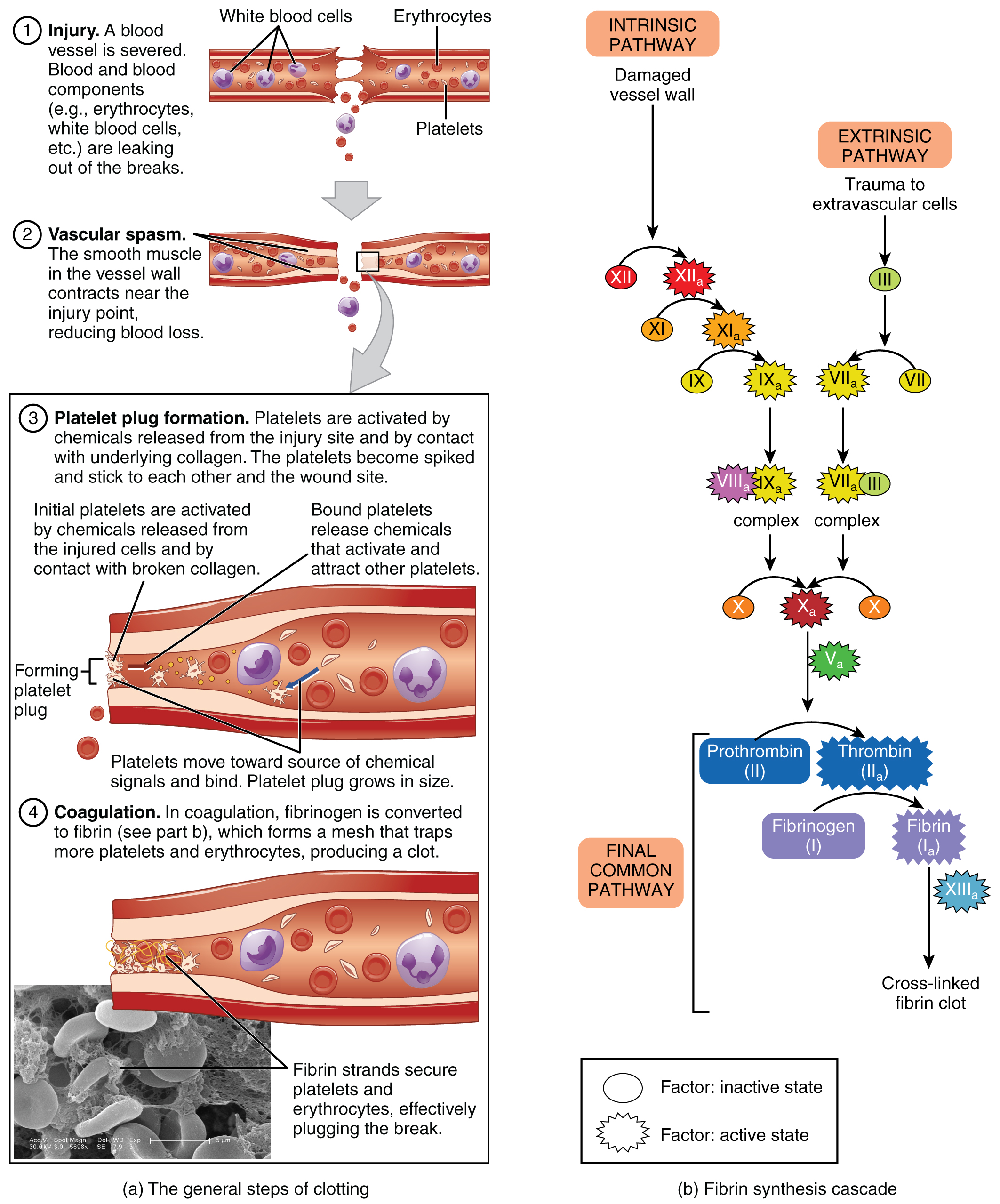 Process of clotting blood. Image description available.