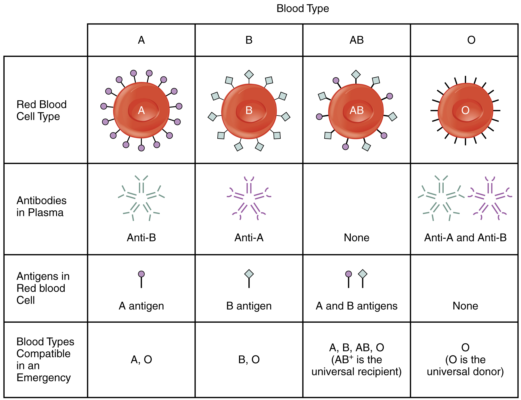 Mother Father Child Blood Type Chart