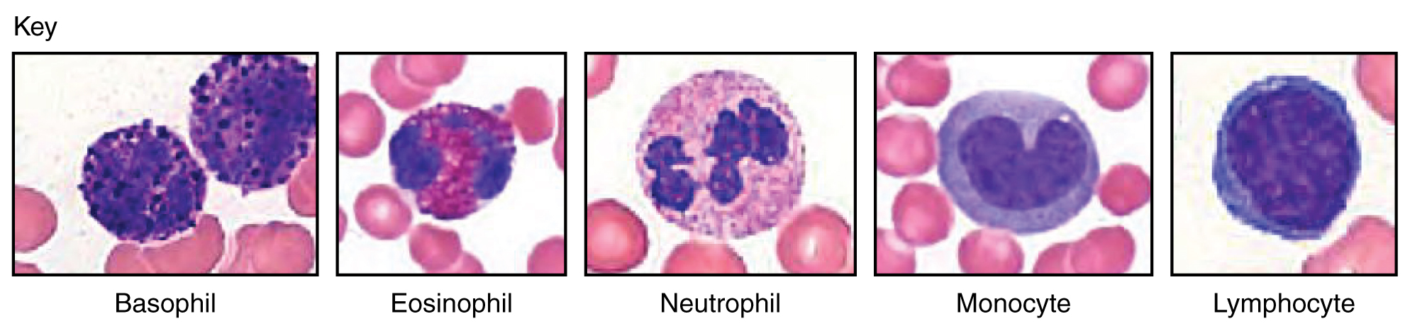 Leukocyte Chart