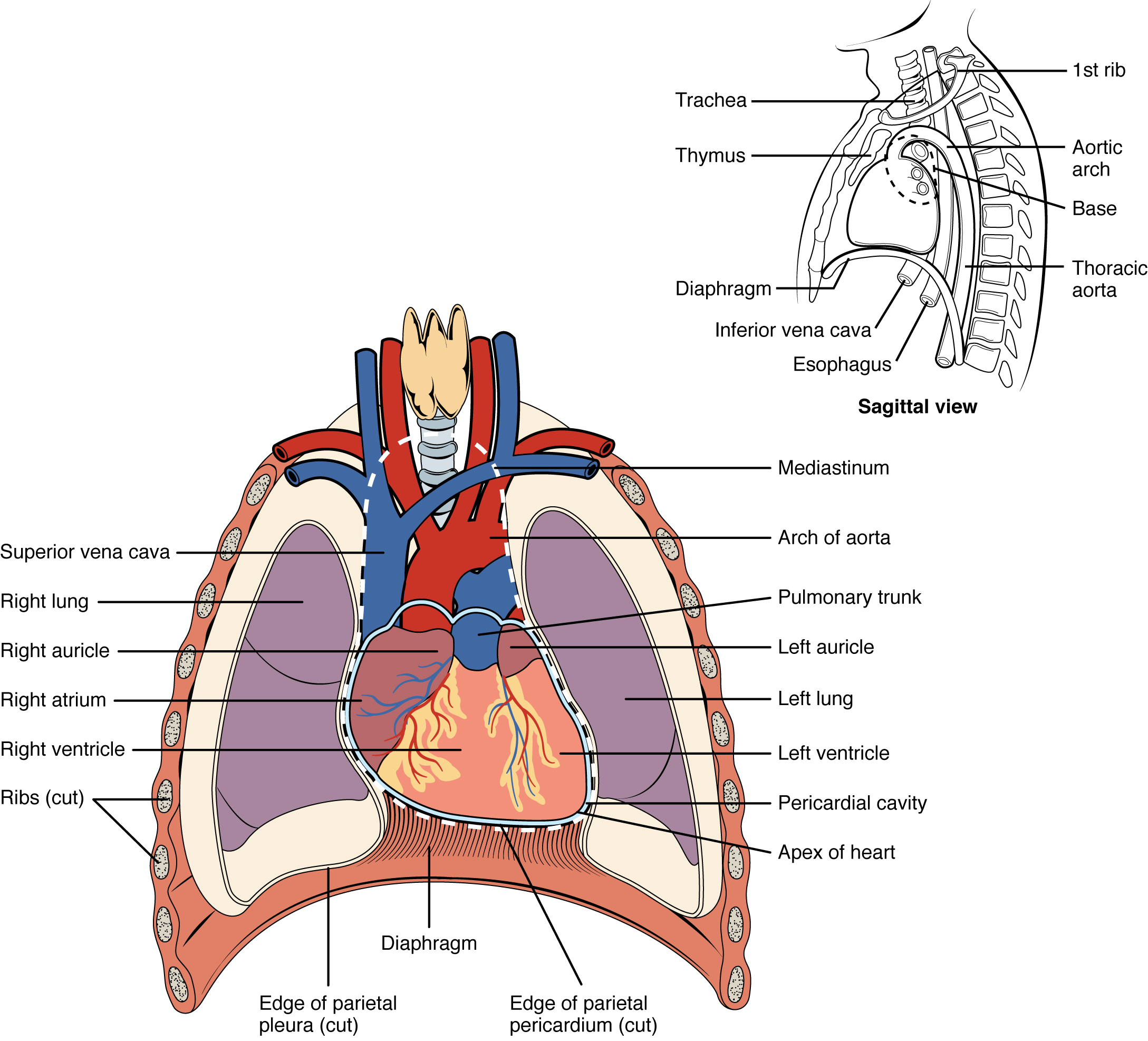 Location of the heart in the thorax. Image description available.