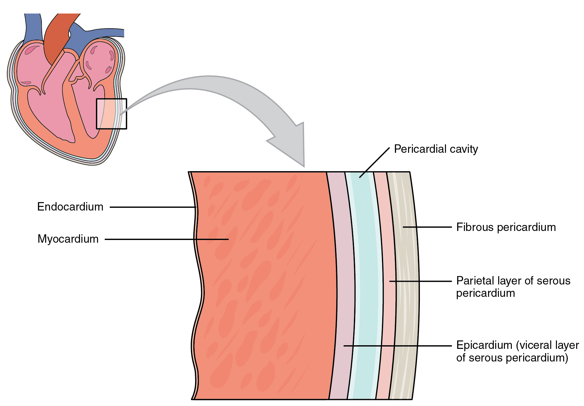 Magnified view of the heart's wall. Image description available.