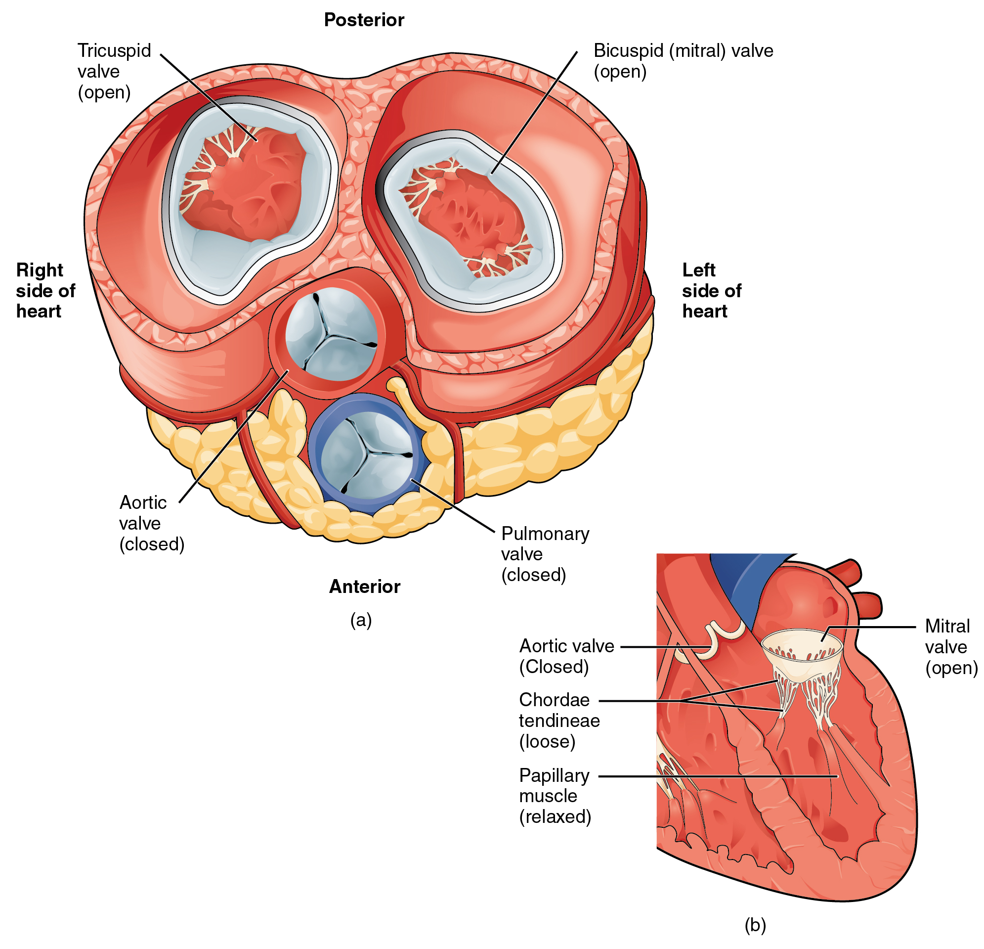 19 1 Heart Anatomy Anatomy And Physiology