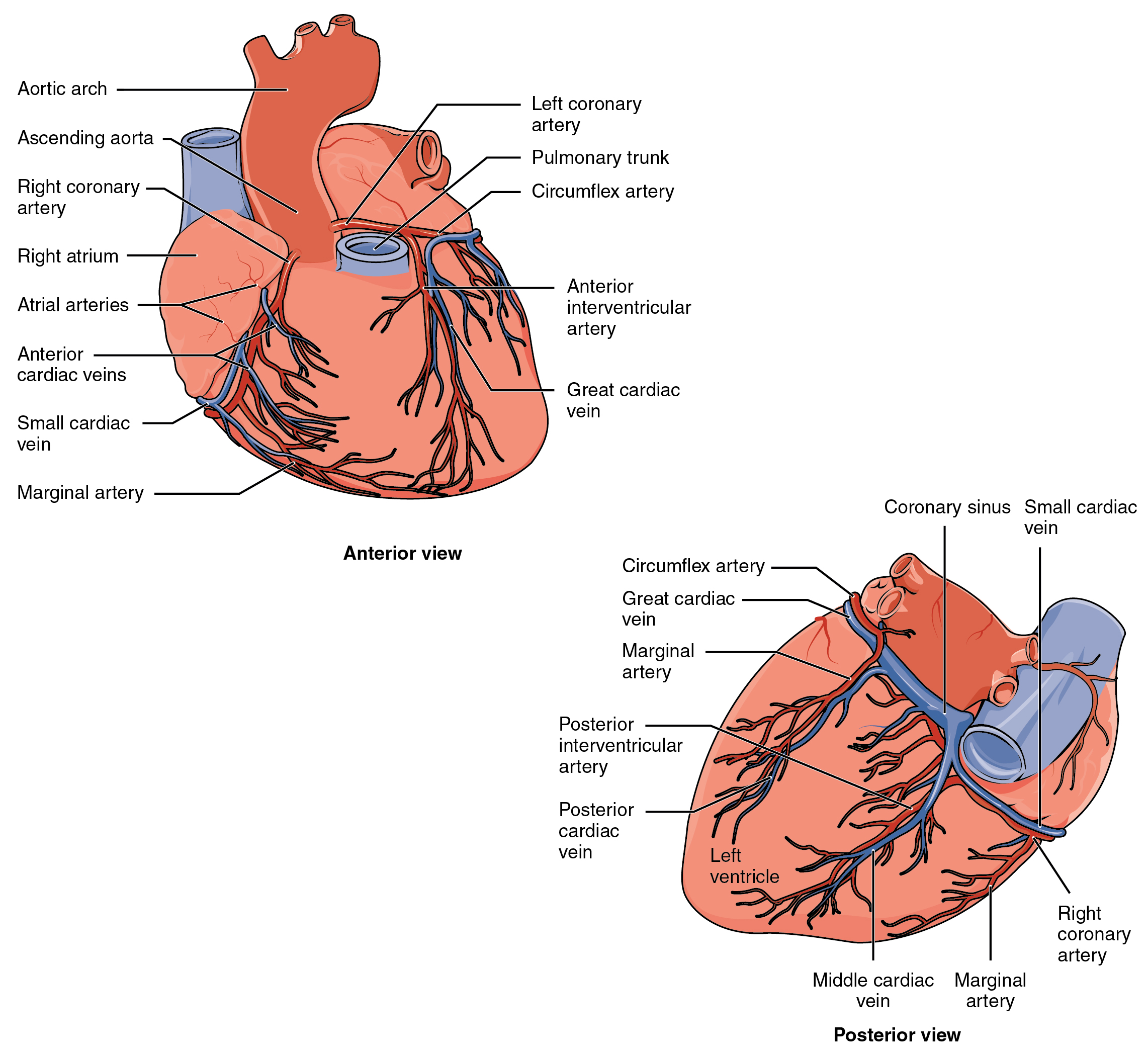 A&p heart video