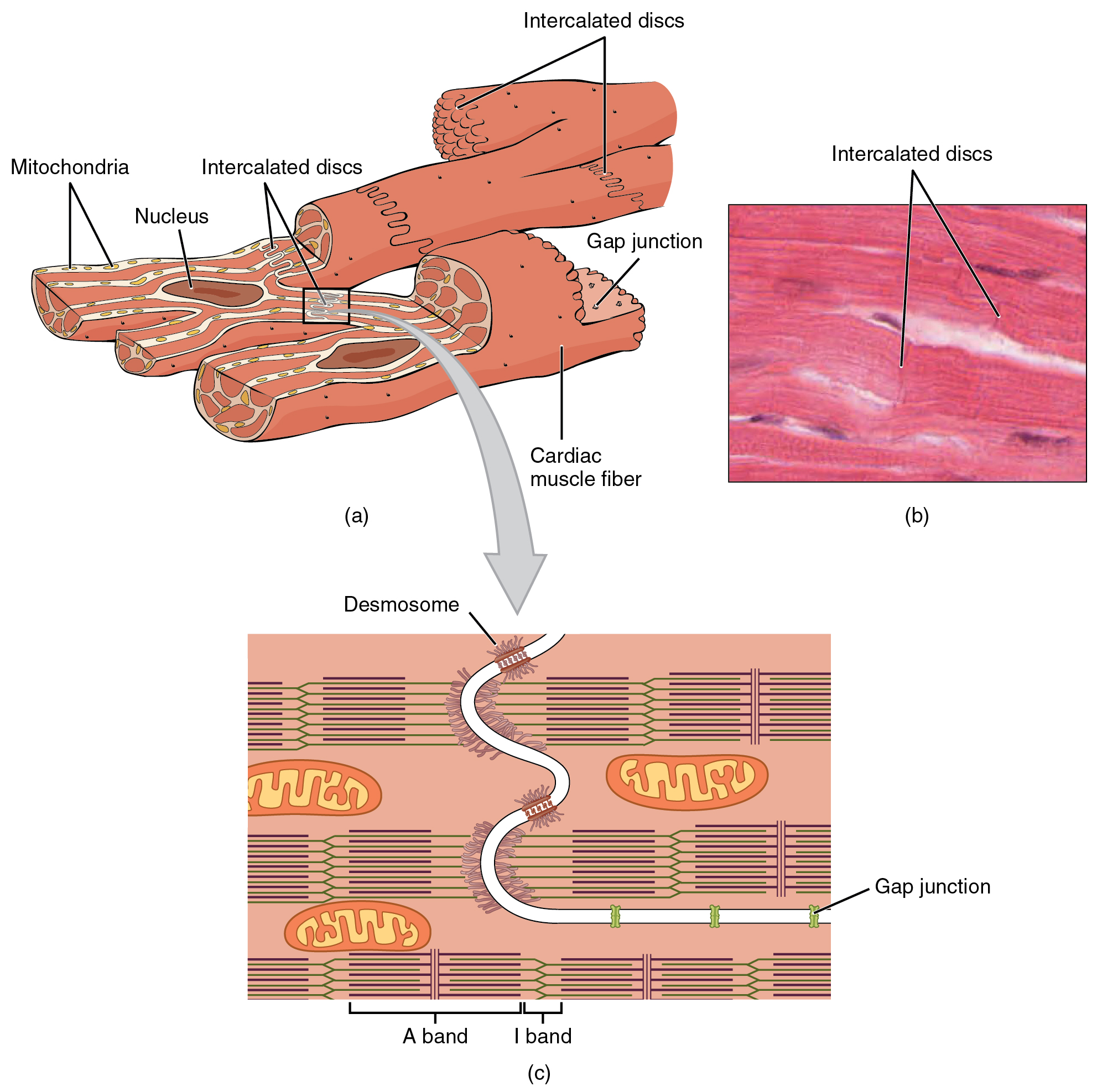 19-2-cardiac-muscle-and-electrical-activity-anatomy-and-physiology