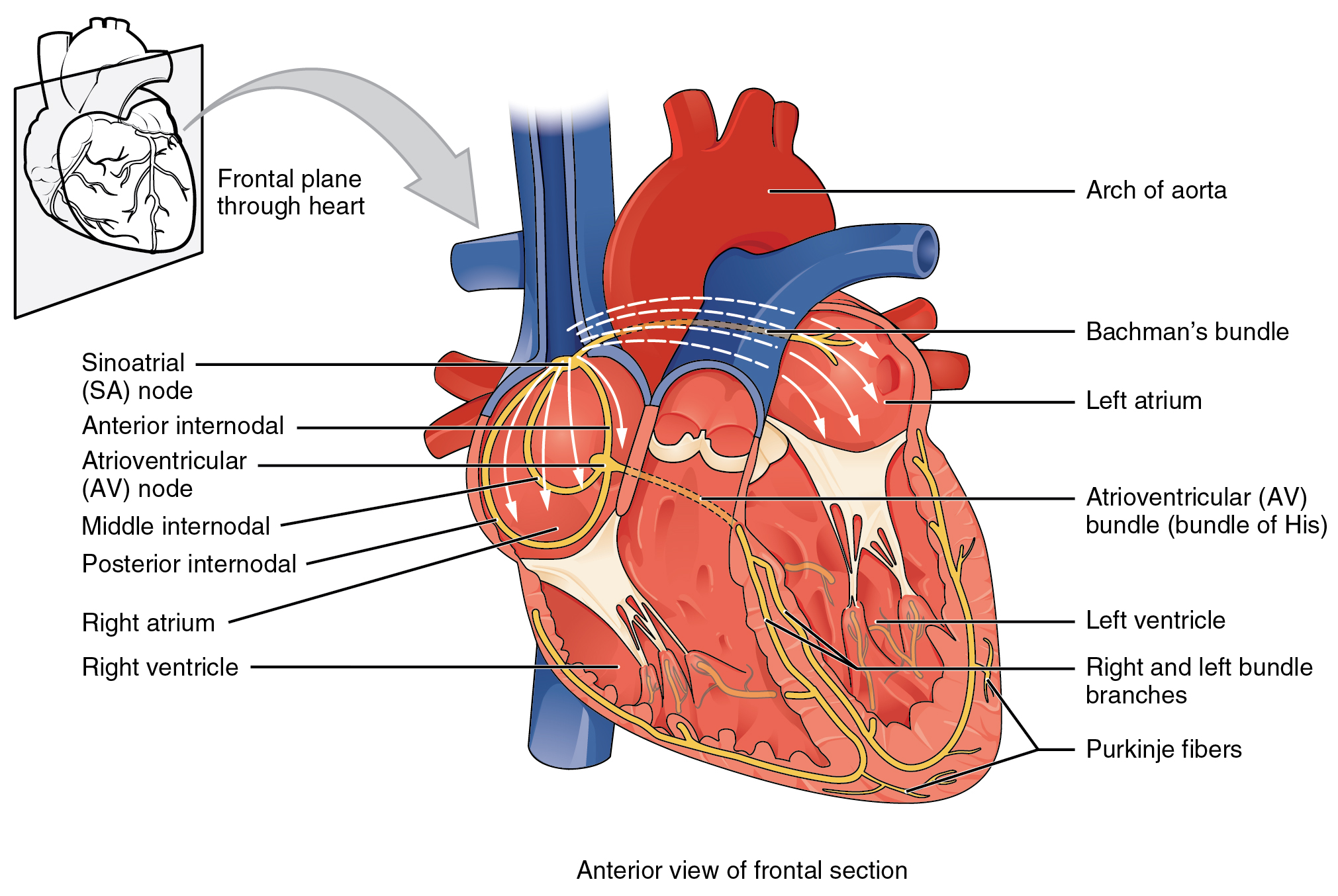 Cardiac Muscle Labeled