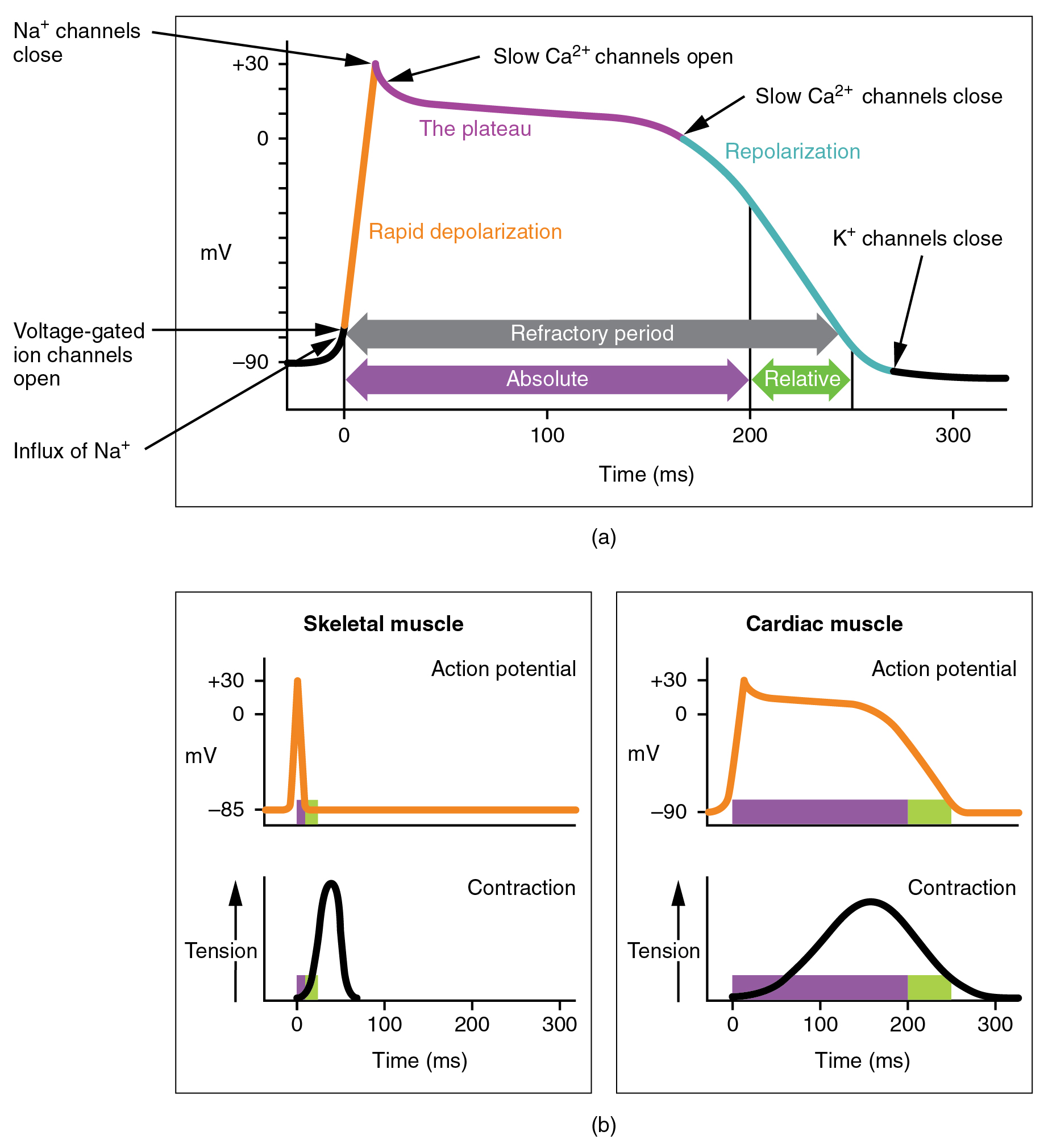 The top panel of this figure shows millivolts as a function of time with the various stages labeled. The bottom left panel shows action potential and tension as a function of time for skeletal muscle, and the bottom right panel shows the action potential and tension as a function of time for cardiac muscle.