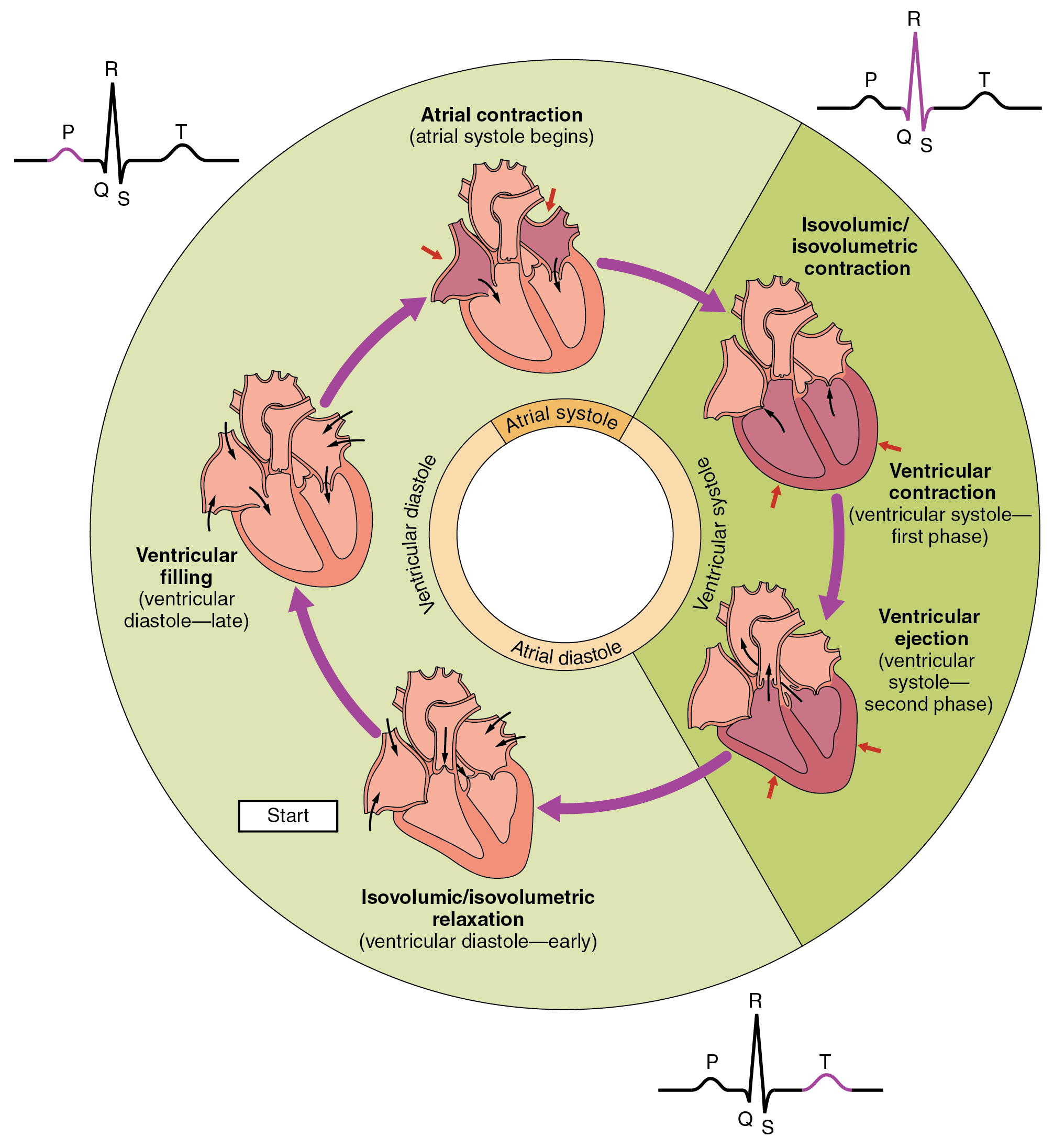 19 3 Cardiac Cycle Anatomy And Physiology