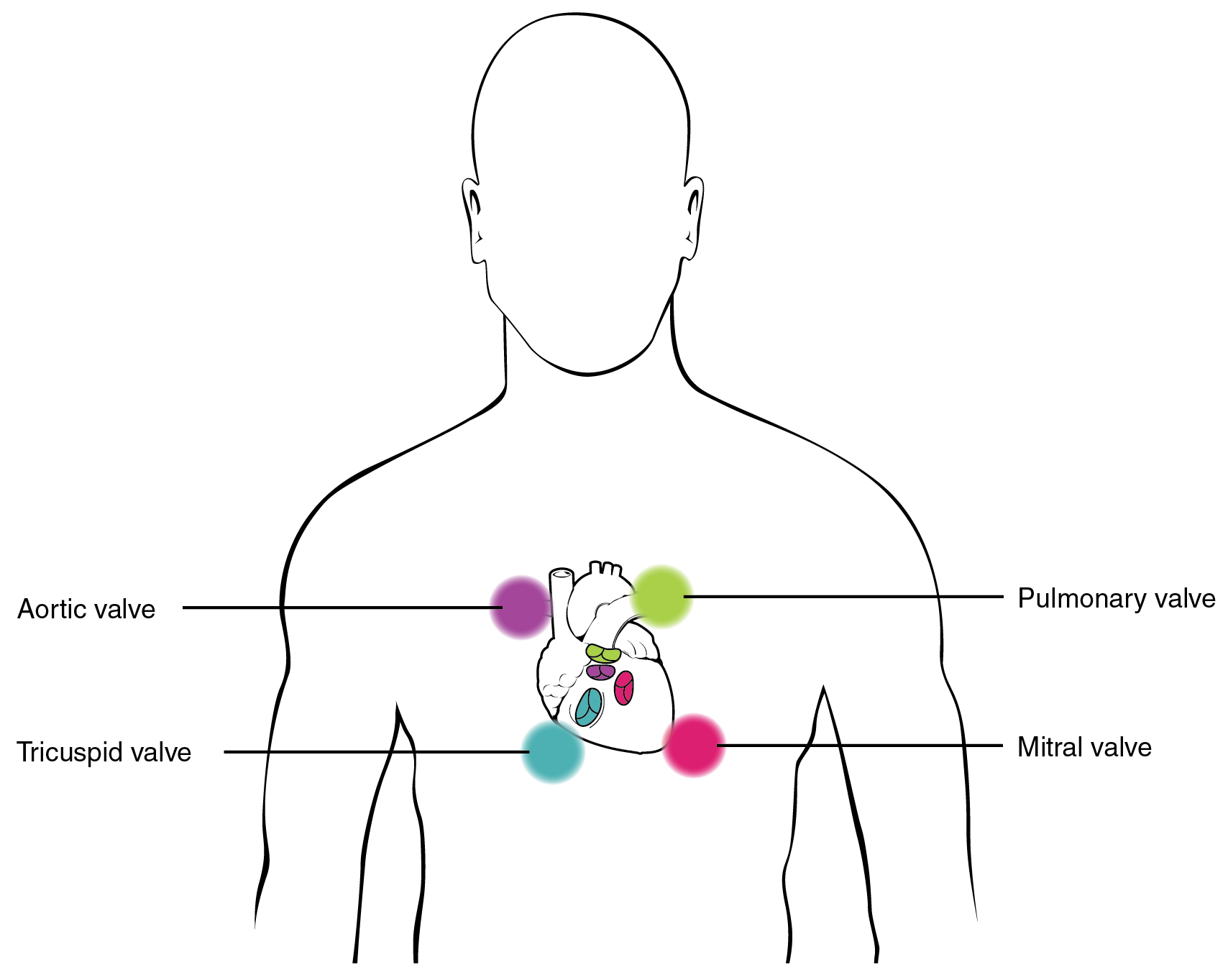 This image shows the points on the human chest where the stethoscope can be placed to hear the heart beat.