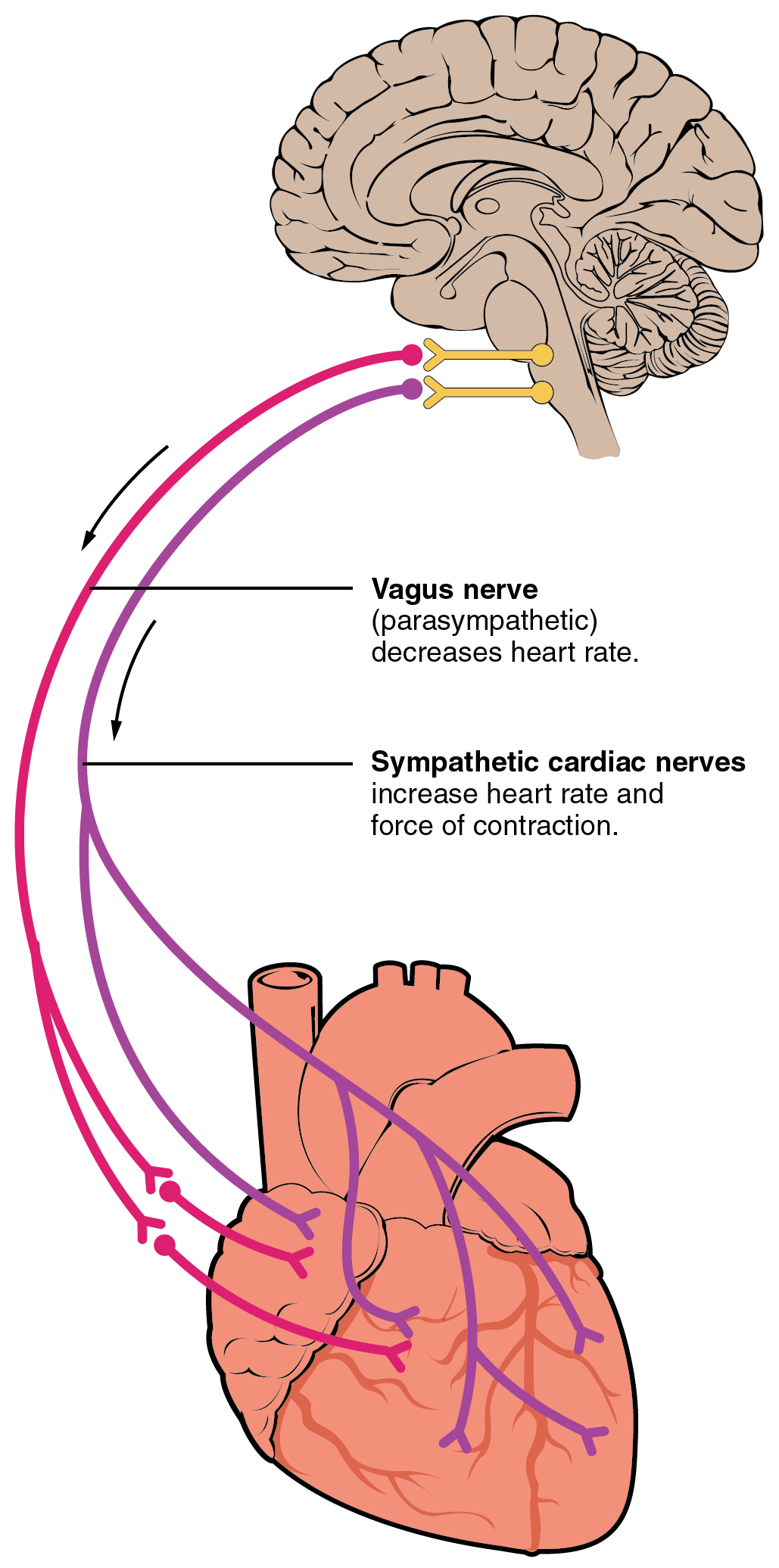 19-4-cardiac-physiology-anatomy-and-physiology