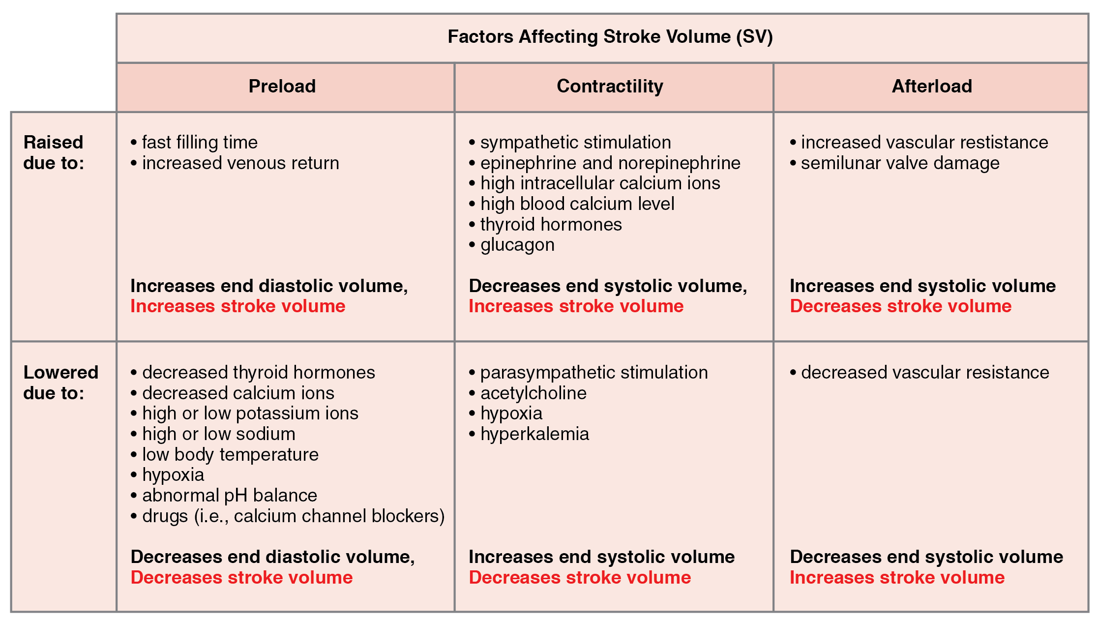 19 4 Cardiac Physiology Anatomy and Physiology