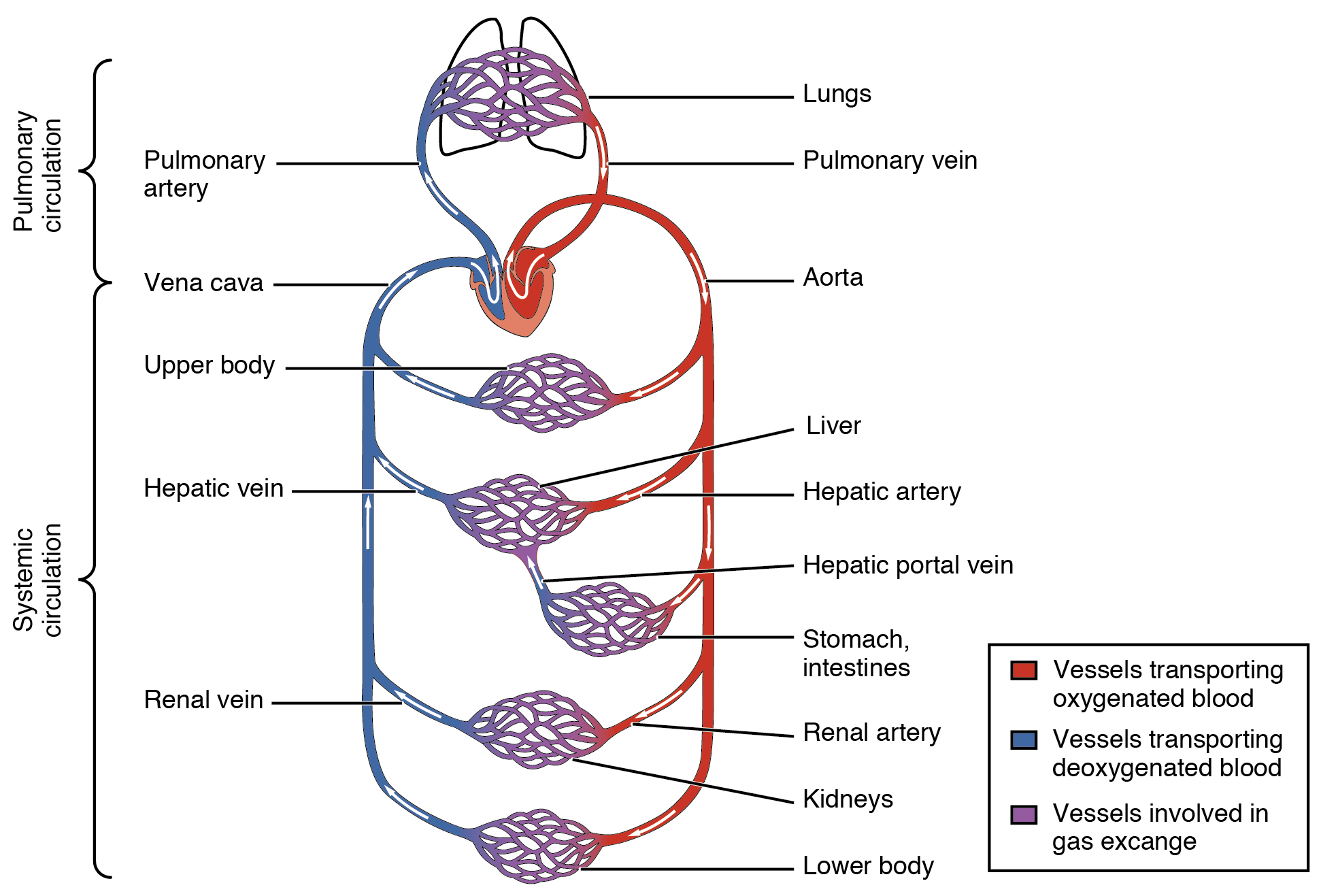 Blood Vessels Of The Body