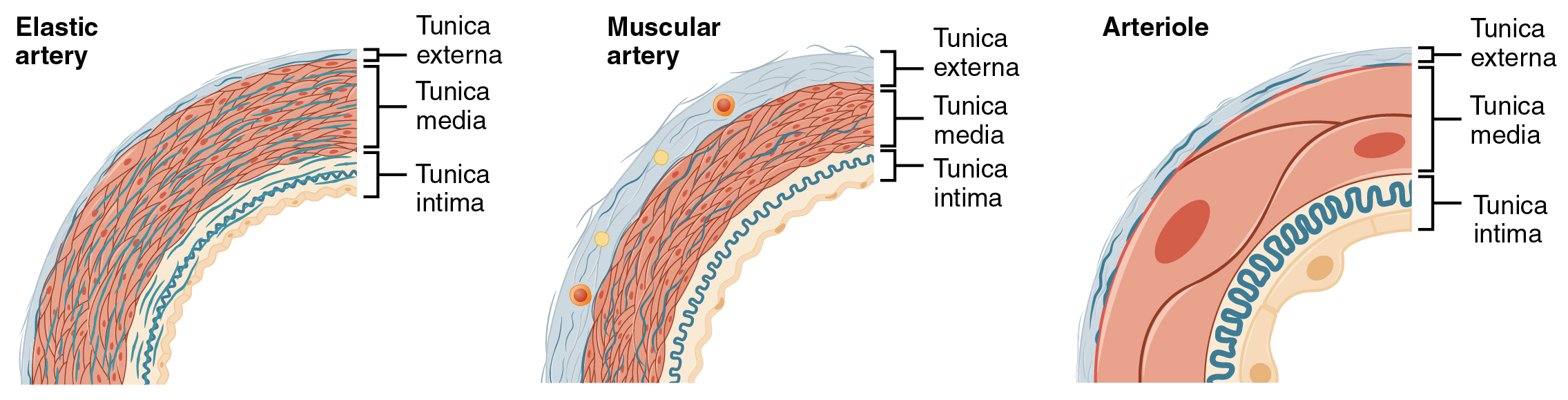 arteriole hipertónia)