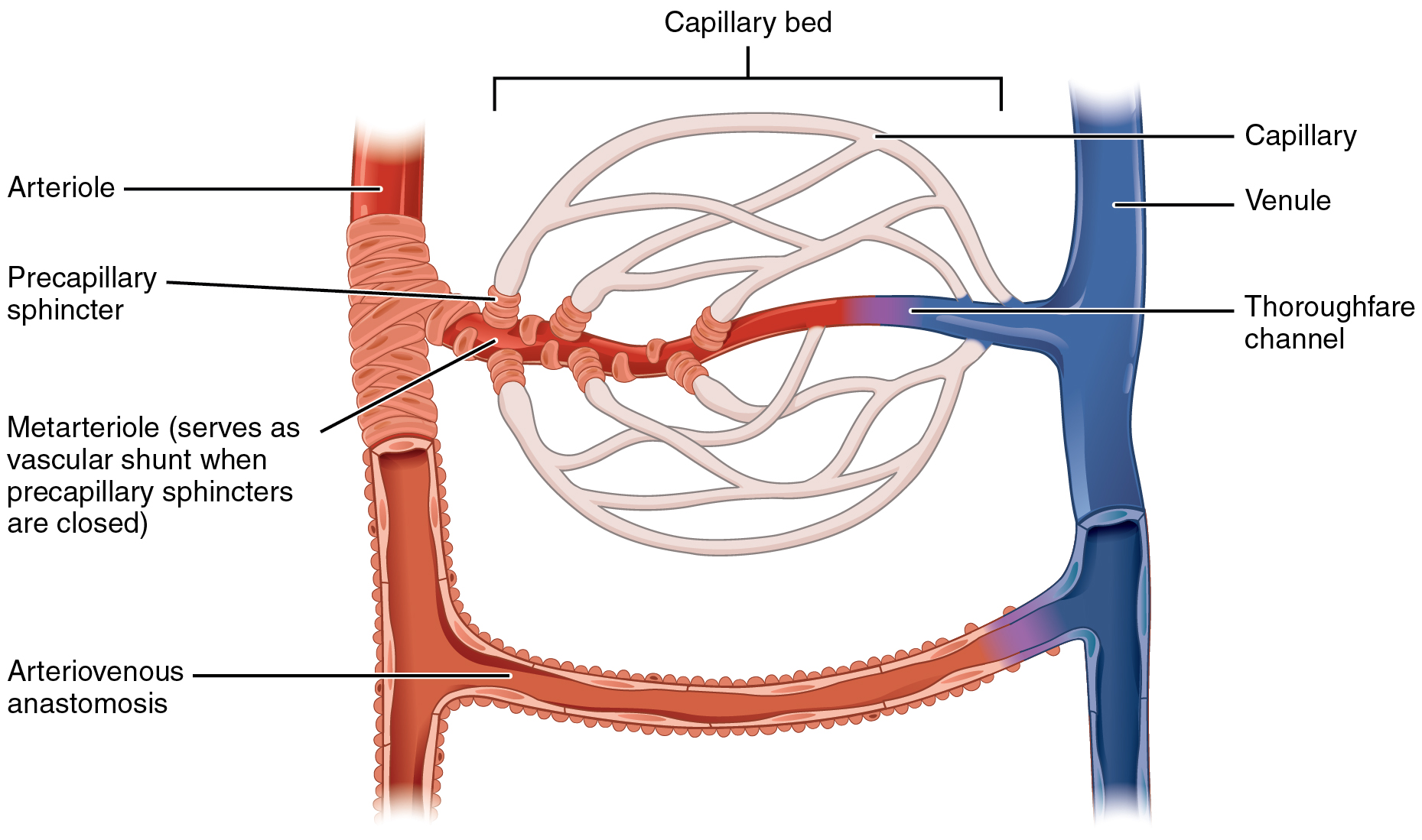 arteriole hipertónia