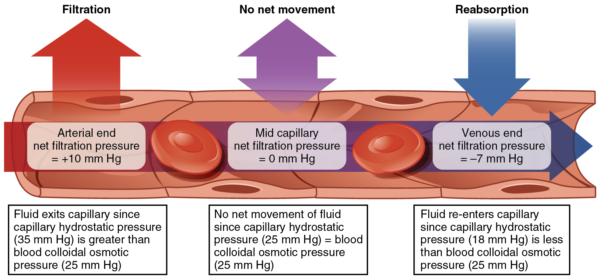 What causes hydrostatic pressure in the blood?