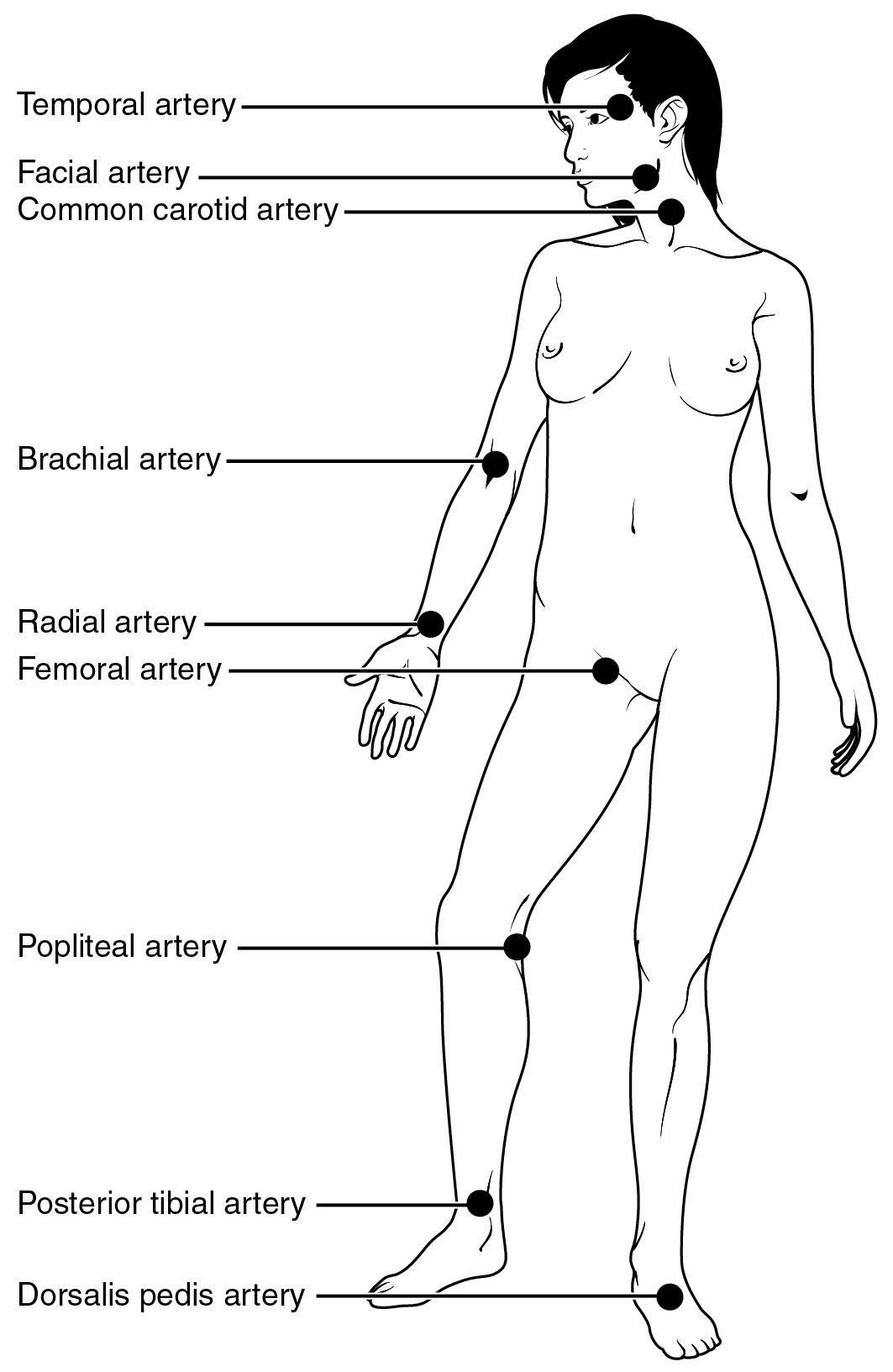Pulse points in a woman’s body. Image description available.