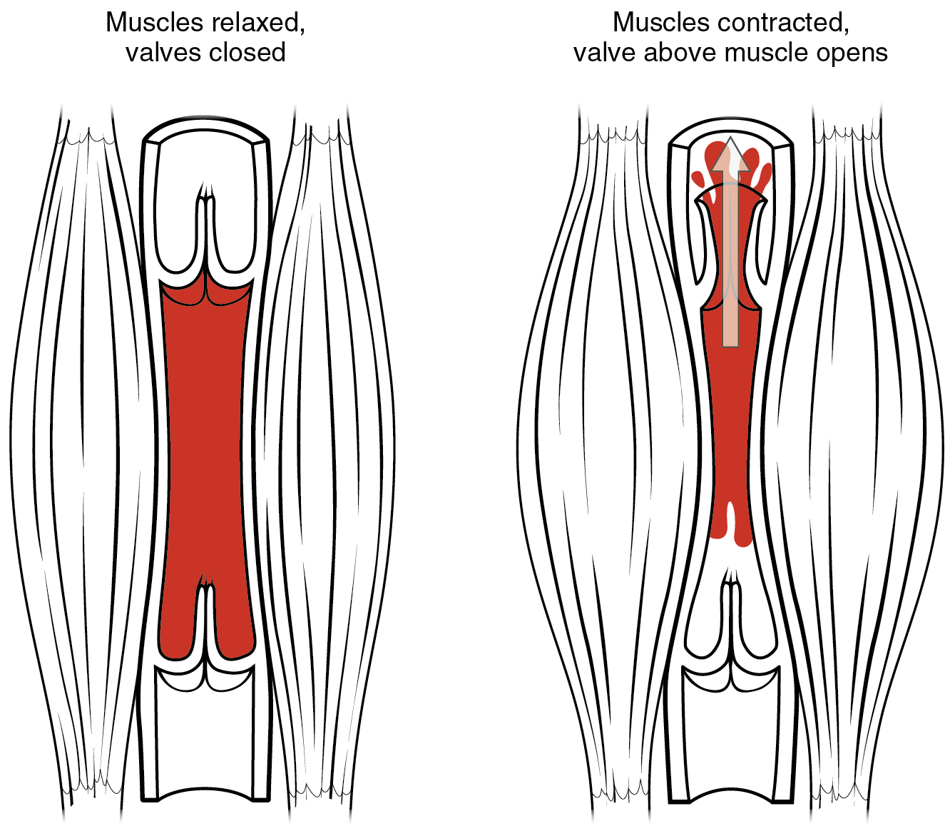 Muscle contracted and relaxed. Image description available.