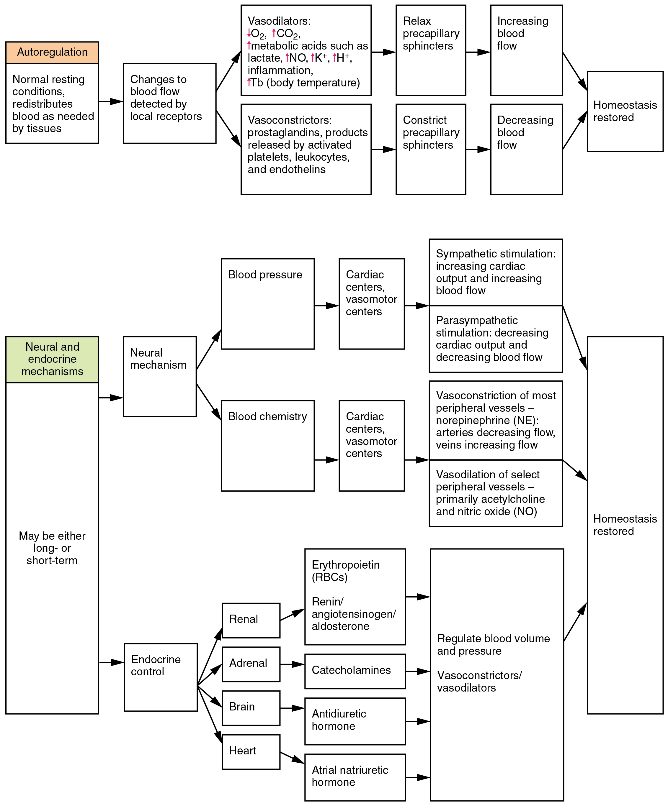 Immune System Flow Chart Answers