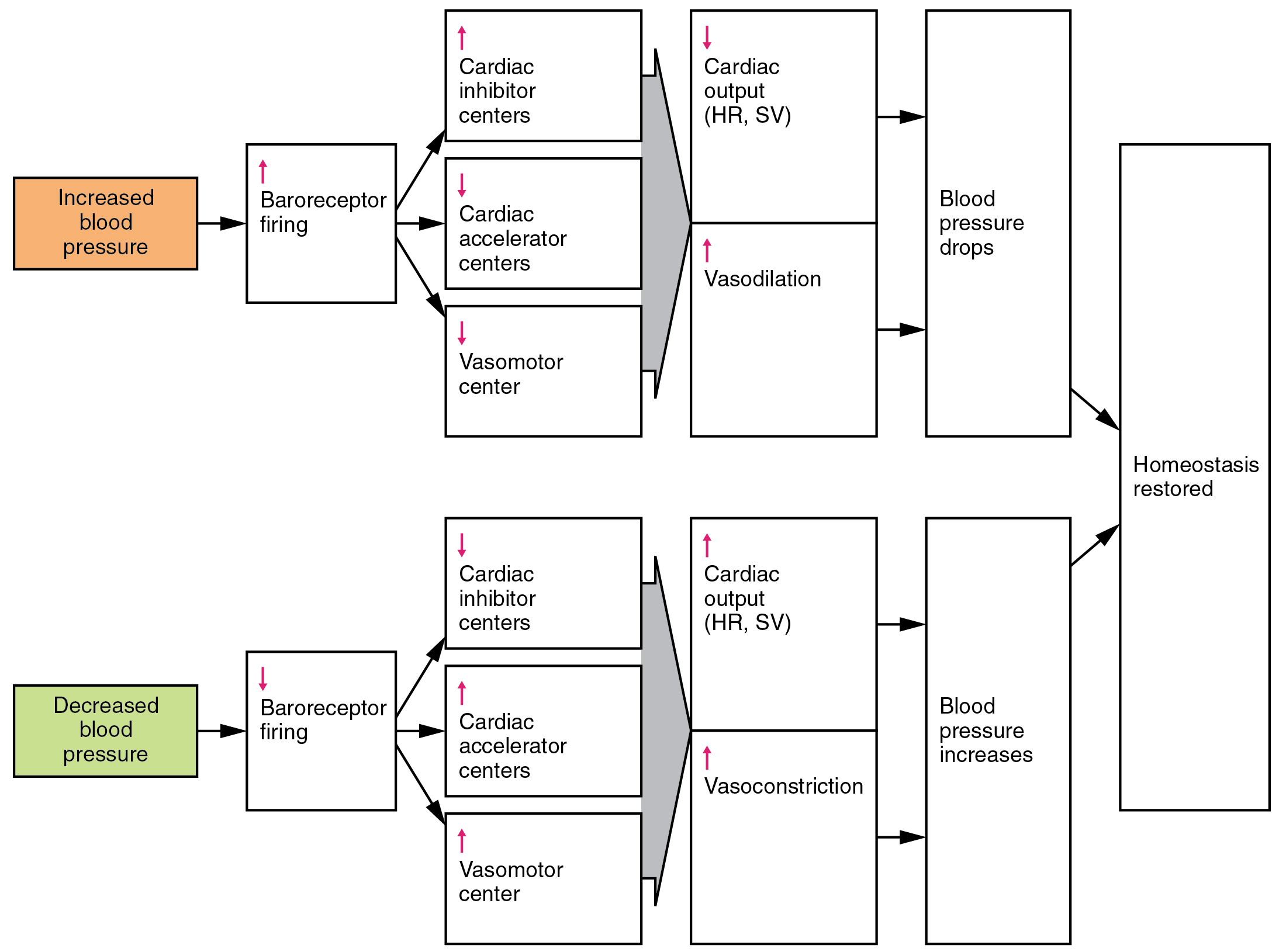 Cardiovascular System Chart