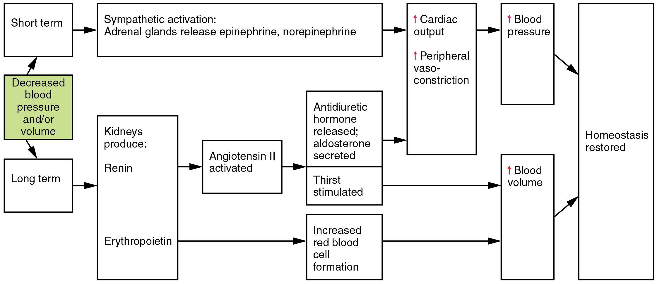 Homeostasis Chart