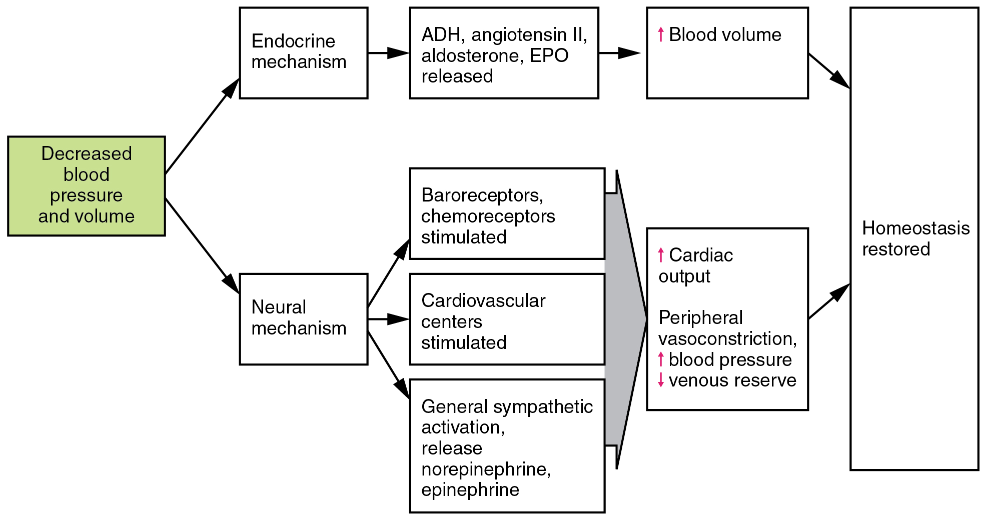 Blood Pressure Homeostasis Chart