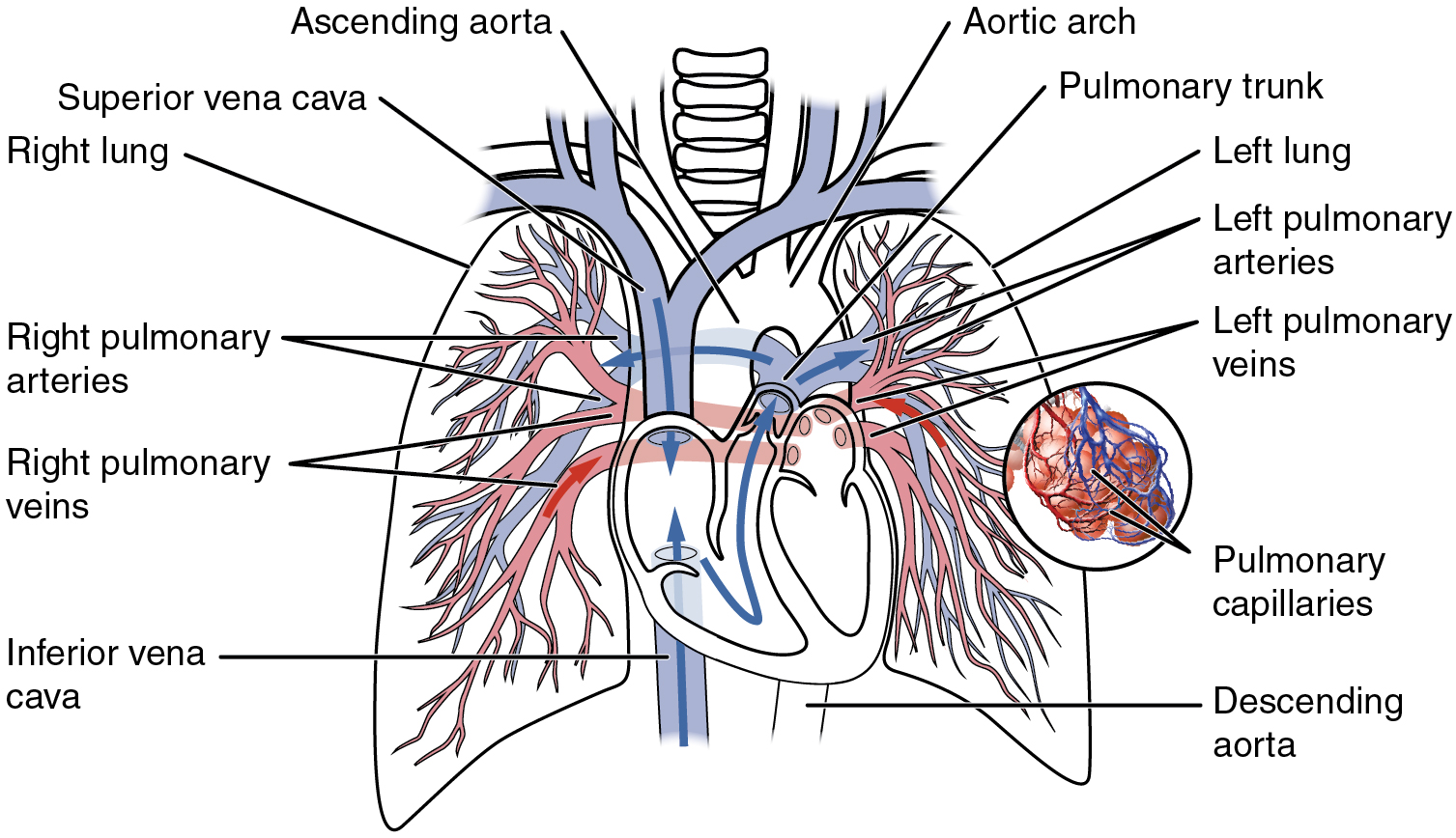 how-does-chronic-obstructive-pulmonary-disease-affect-the-lungs-copd