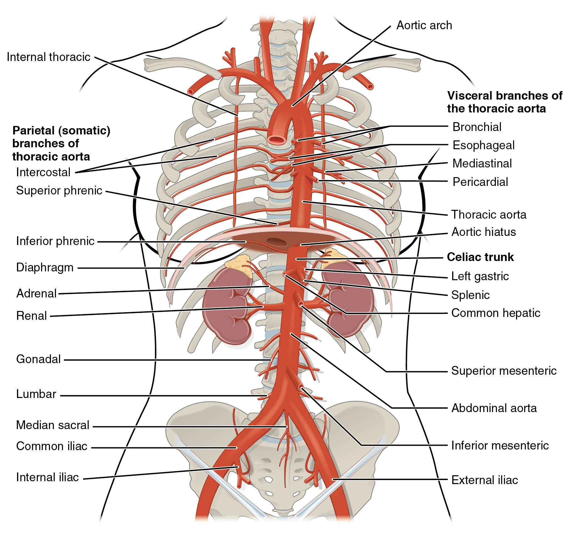 Thoracic aorta with branches labelled. Image description available.