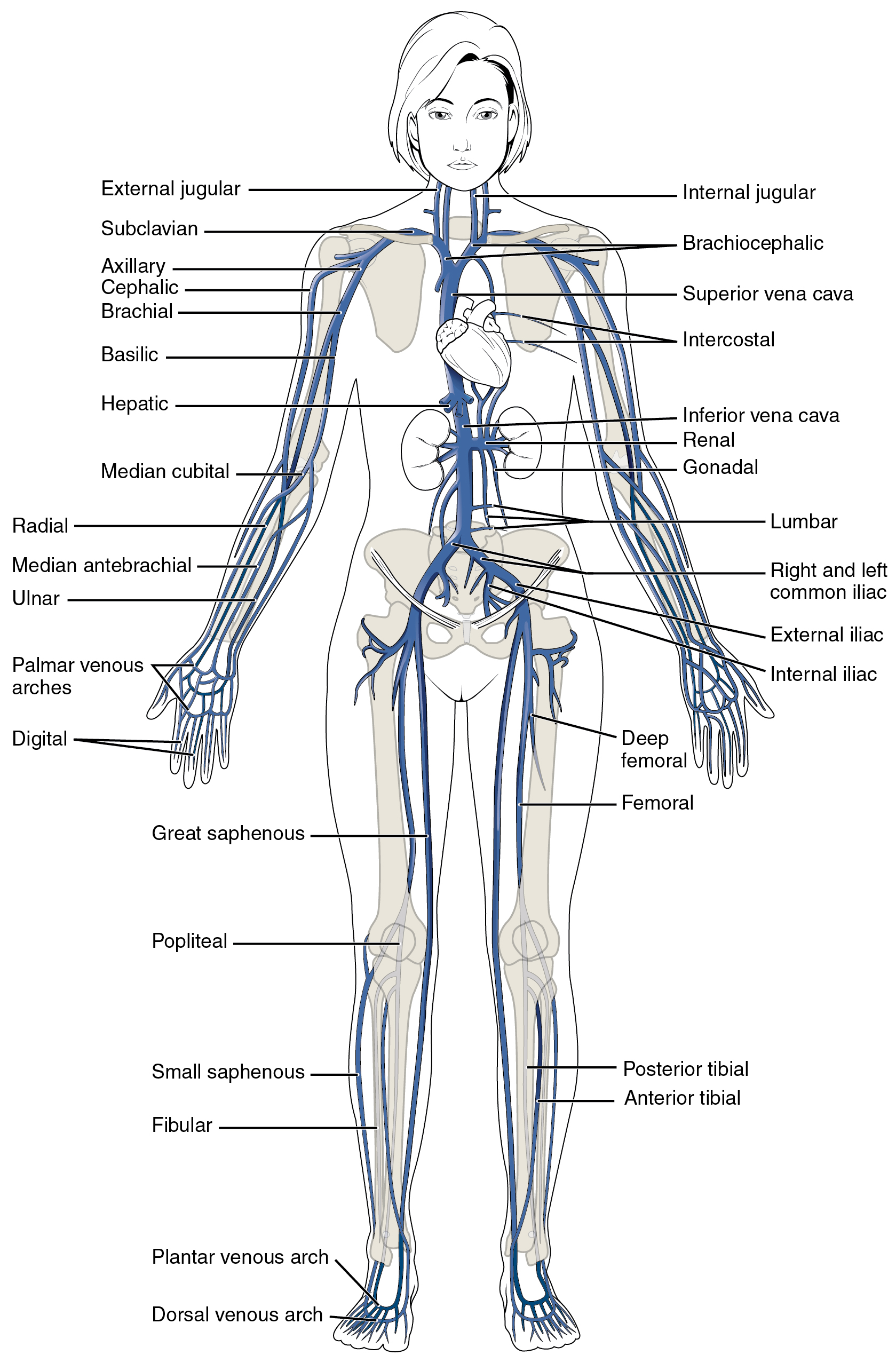 The major veins in the human body. Image description available.