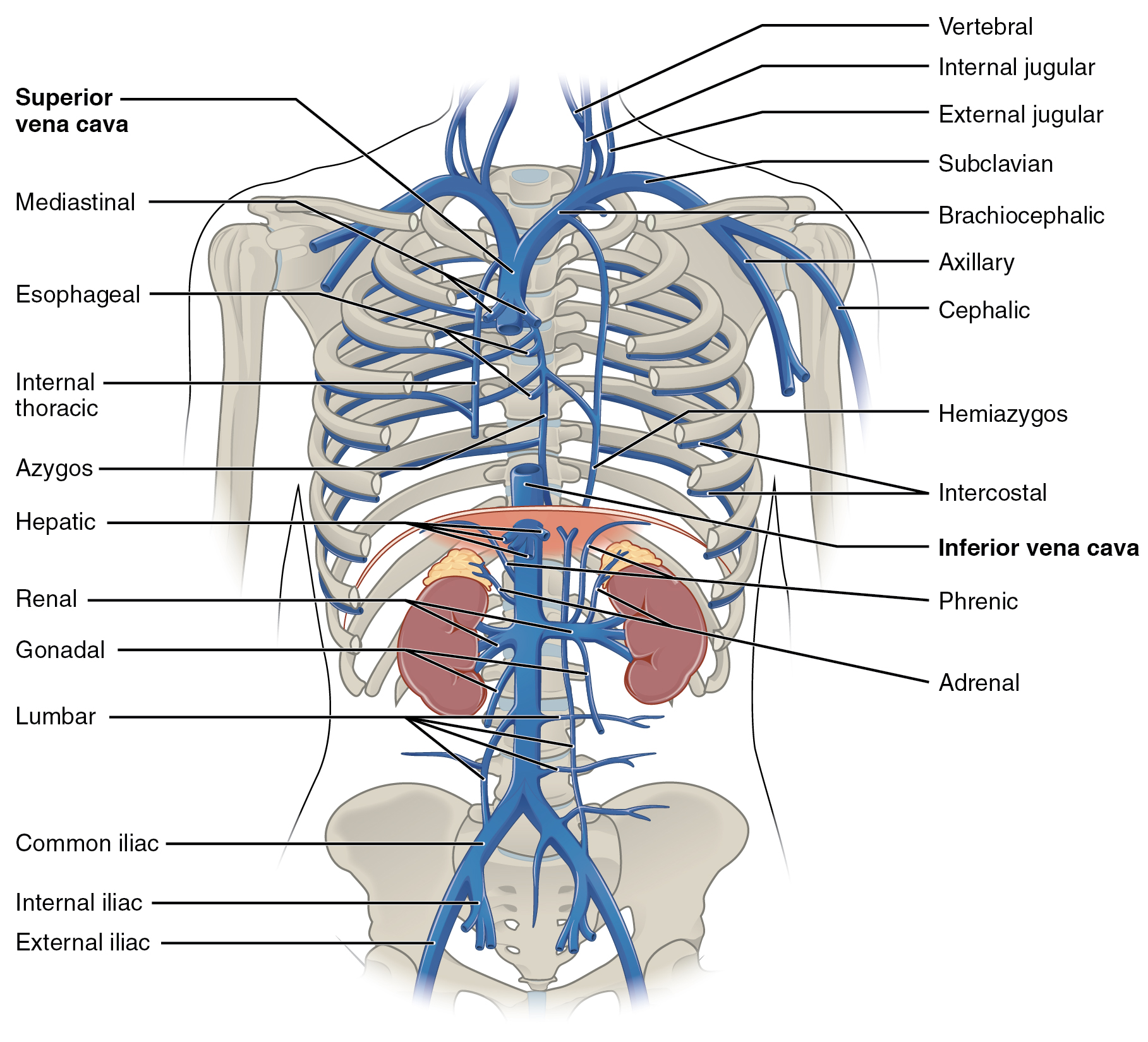 Thoracic Aorta Diagram