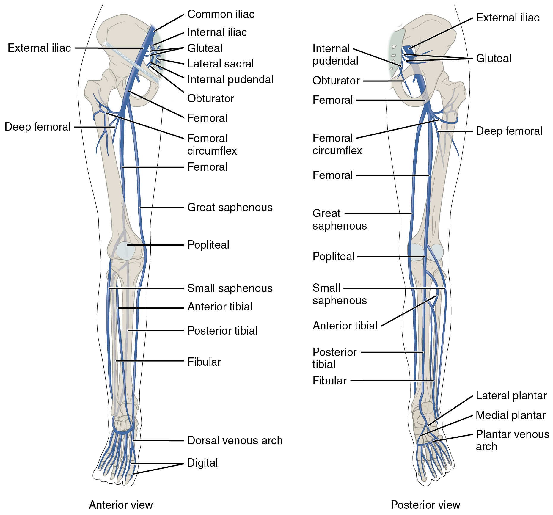 Lower Limb Blood Supply Flow Chart