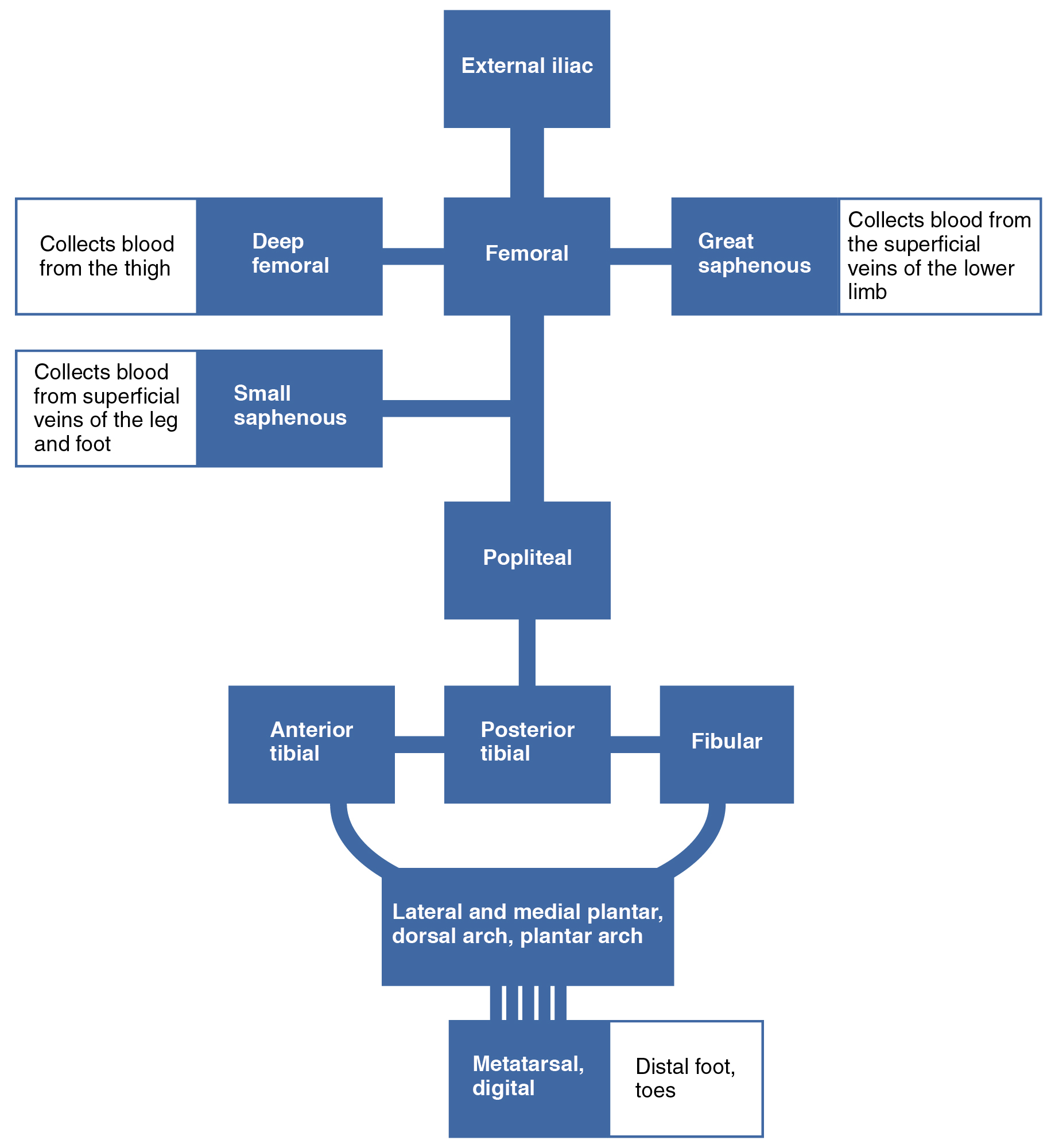 Coronary Artery Flow Chart