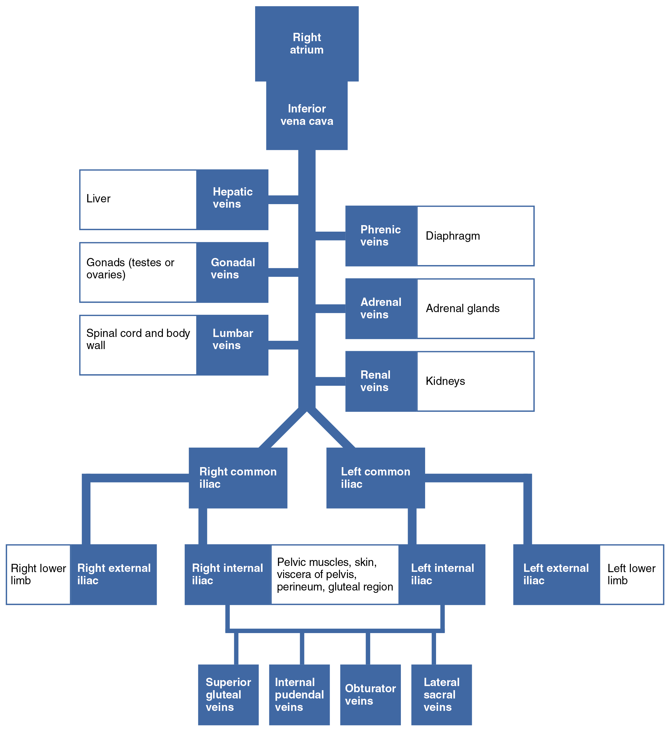 of a circulation flow renal chart Circulatory and Anatomy 20.5 â€“ Pathways Physiology