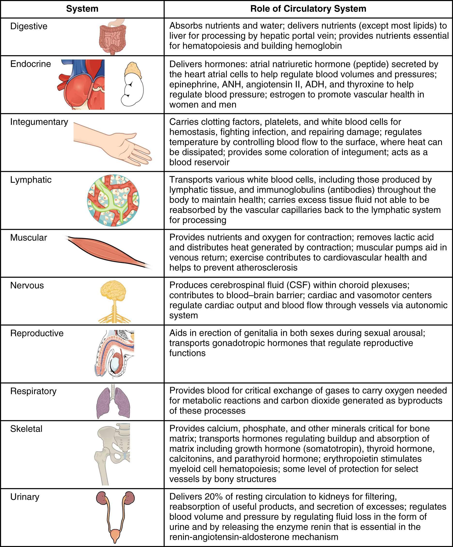 Cardiovascular System Flow Chart