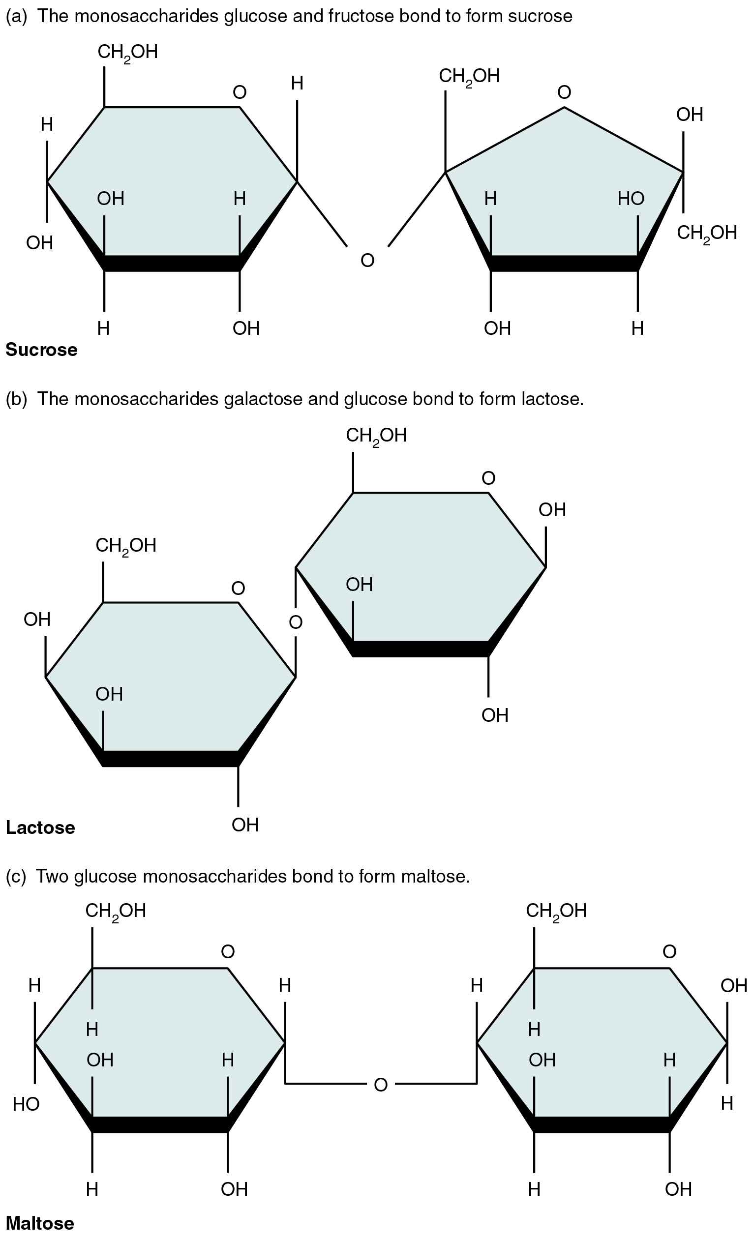 body fluids 7 01 Important Disaccharides 218 Three â€“ and Anatomy Physiology