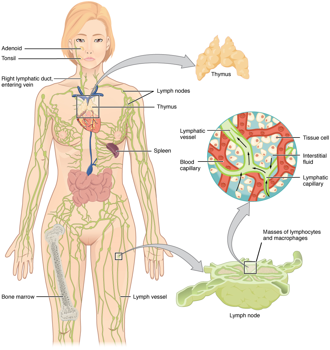 What is a primary function of lymphocytes?