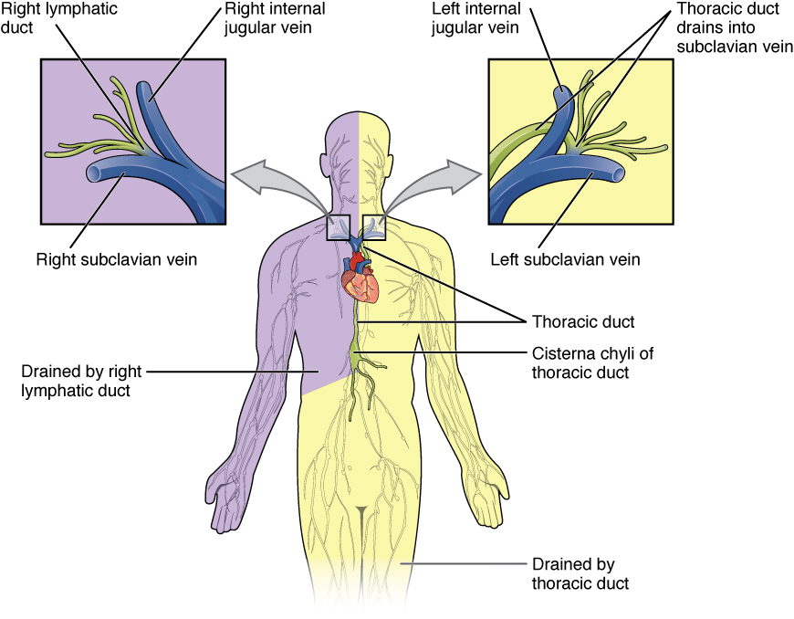 Where does lymph fluid come from?