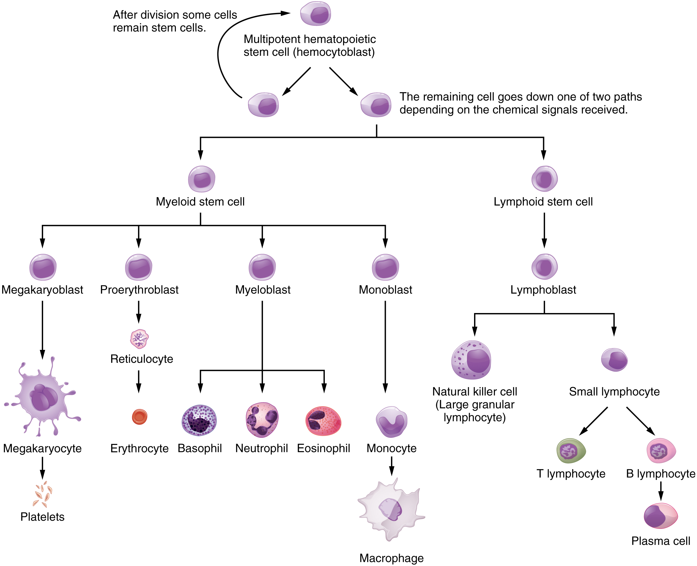 Lymph Flow Chart