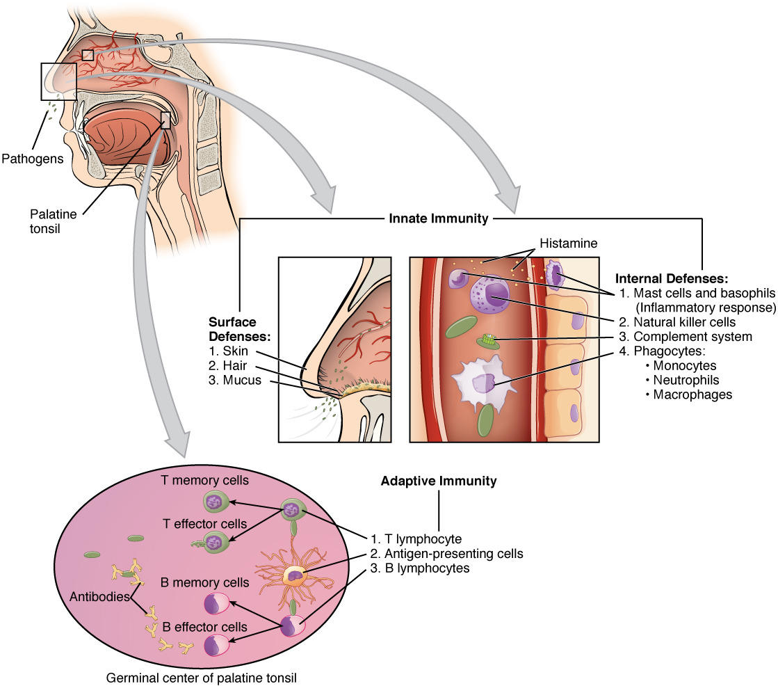 Immune System Cell Types Chart