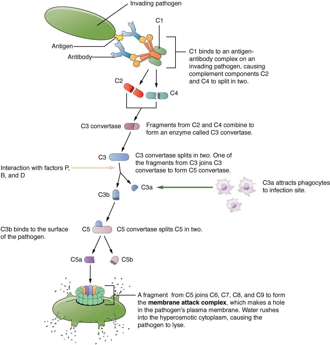 Immune Response Flow Chart