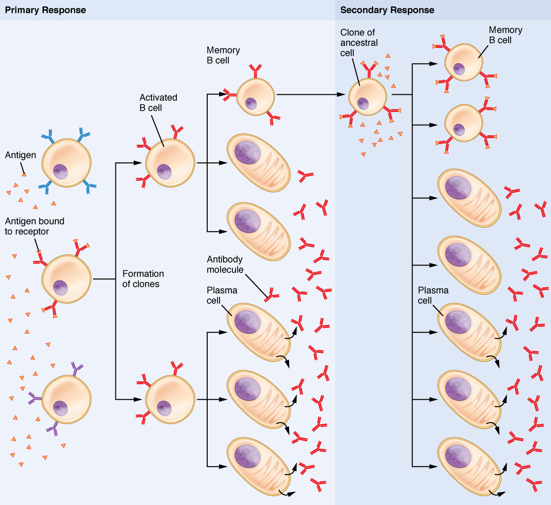 Immune Response Flow Chart Worksheet