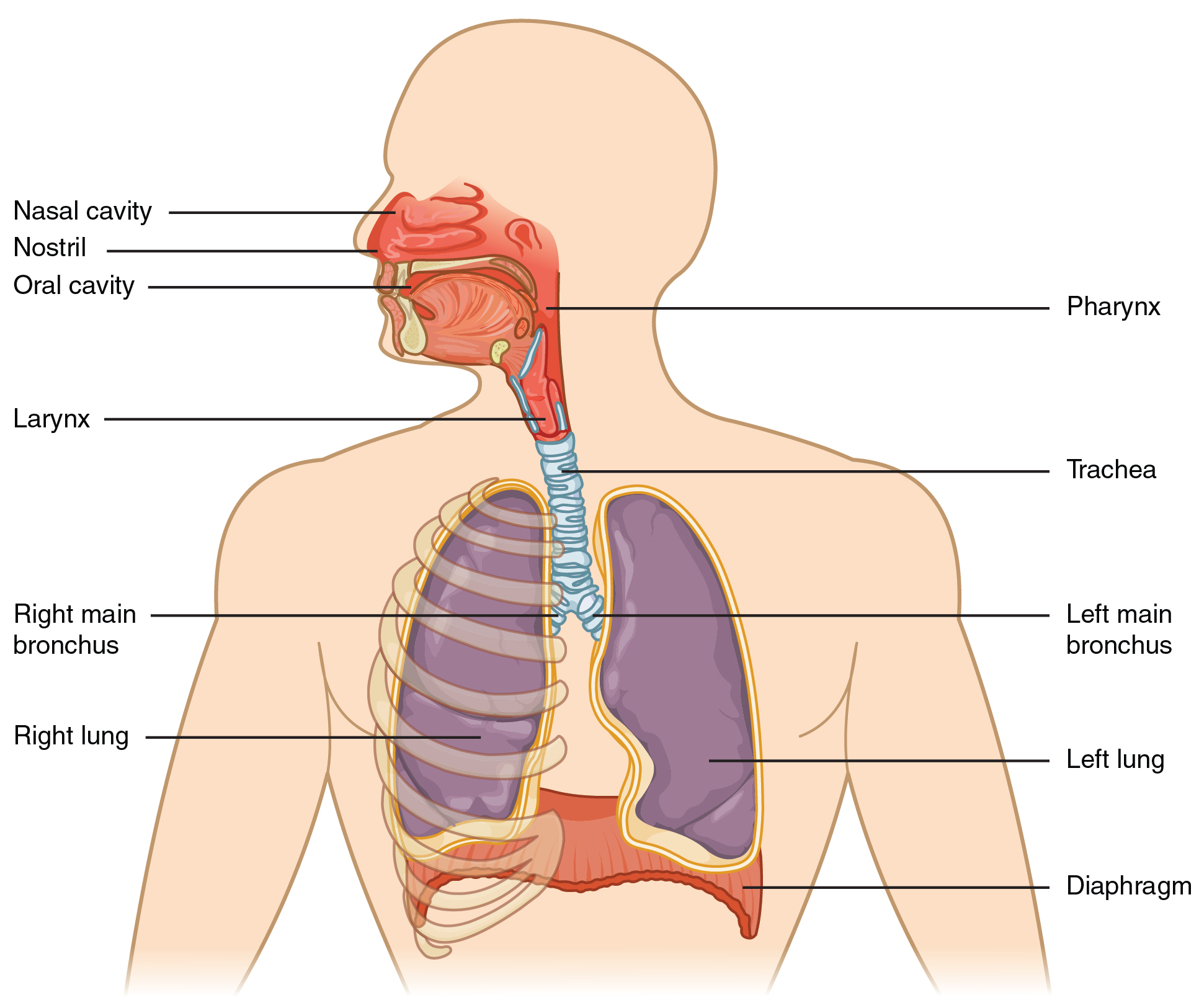 What is the function of the nasal cavity?