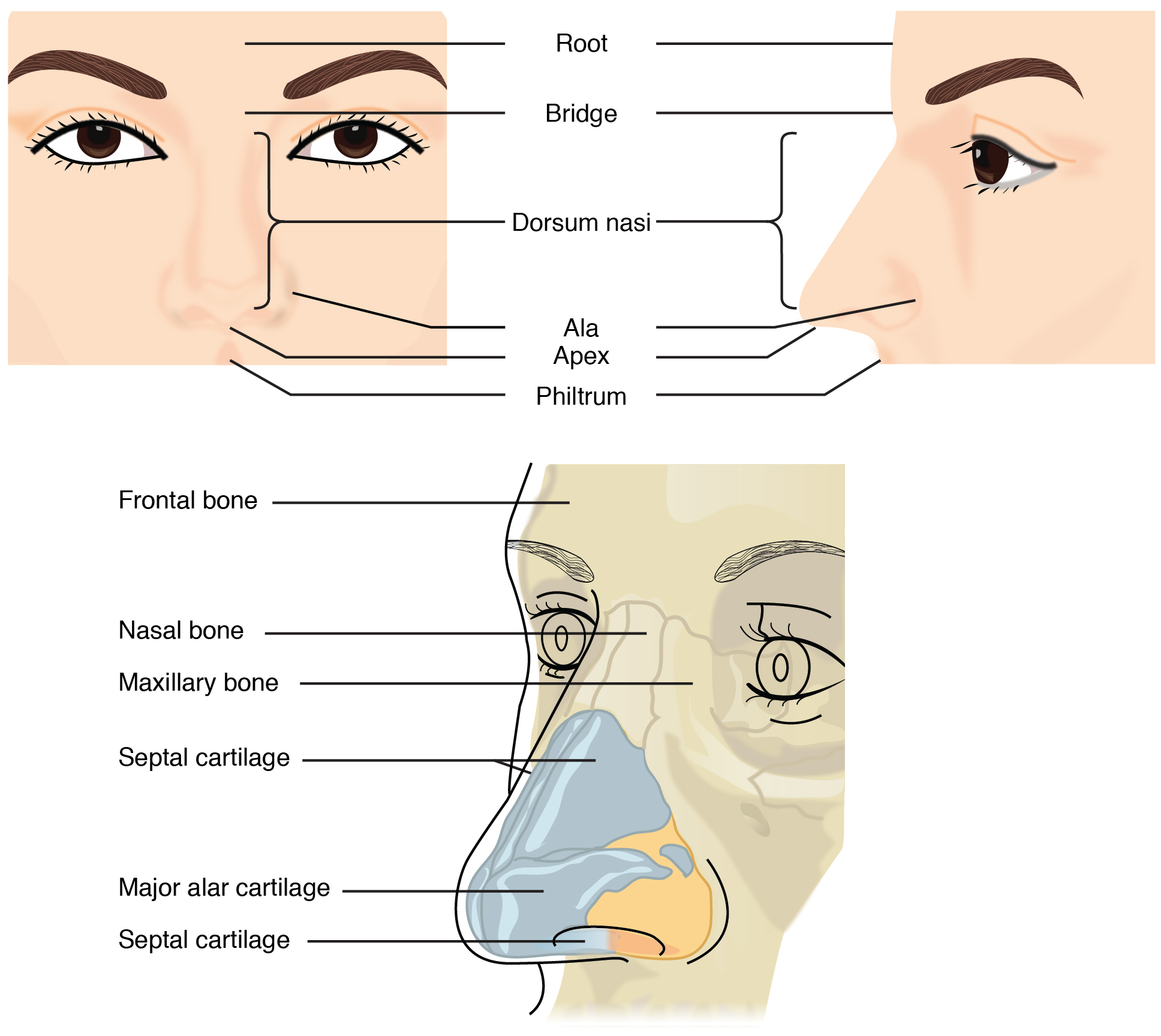 22.1 Organs and Structures of the Respiratory System Anatomy and